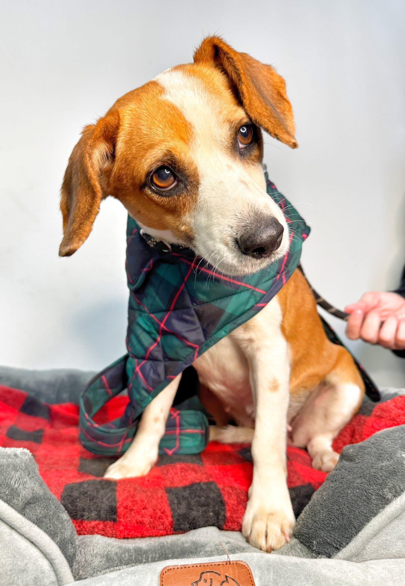 Logan, a ADOPTABLE mixed breed in Richmond, VA image 2/4