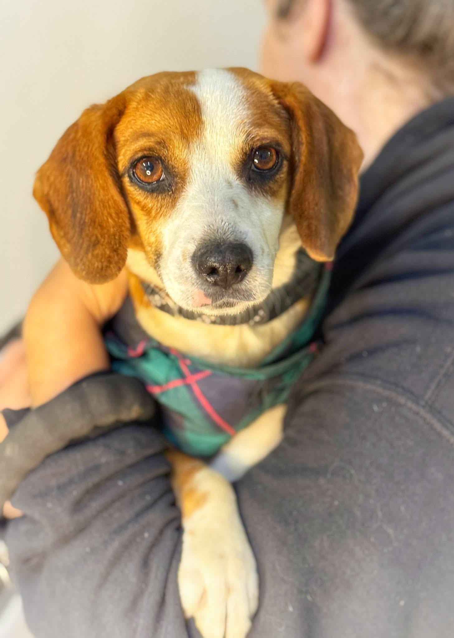 Logan, a ADOPTABLE mixed breed in Richmond, VA image 3/4