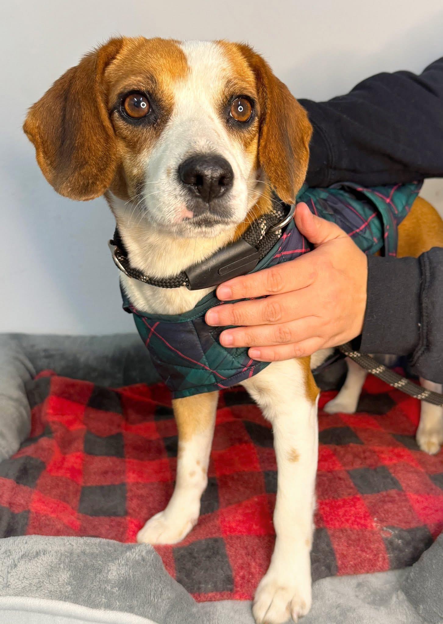 Logan, a ADOPTABLE mixed breed in Richmond, VA image 4/4