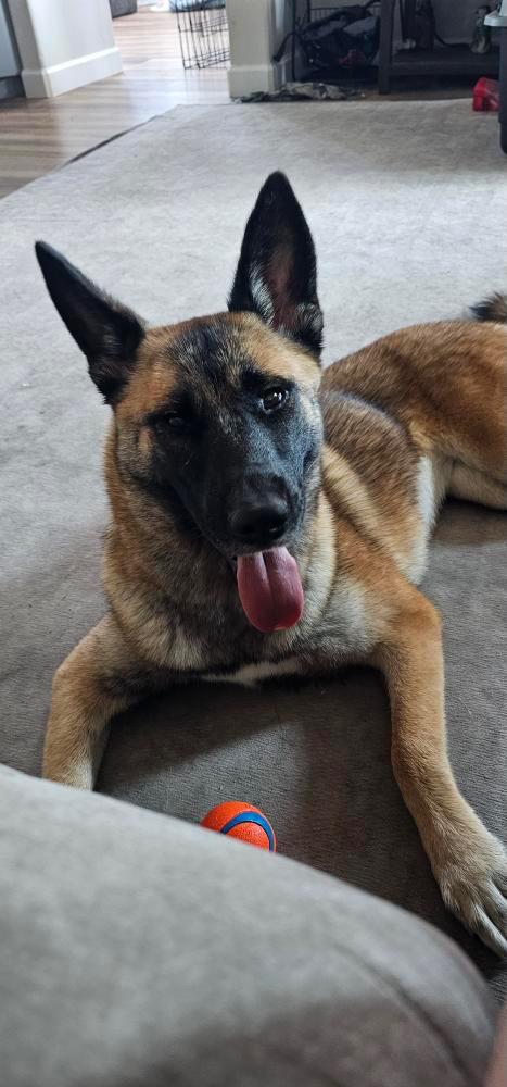 Kiara, a Adoptable Belgian Shepherd / Malinois in Los Angeles, CA image 6/6