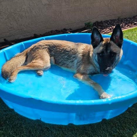 Kiara, a Adoptable Belgian Shepherd / Malinois in Los Angeles, CA image 3/6