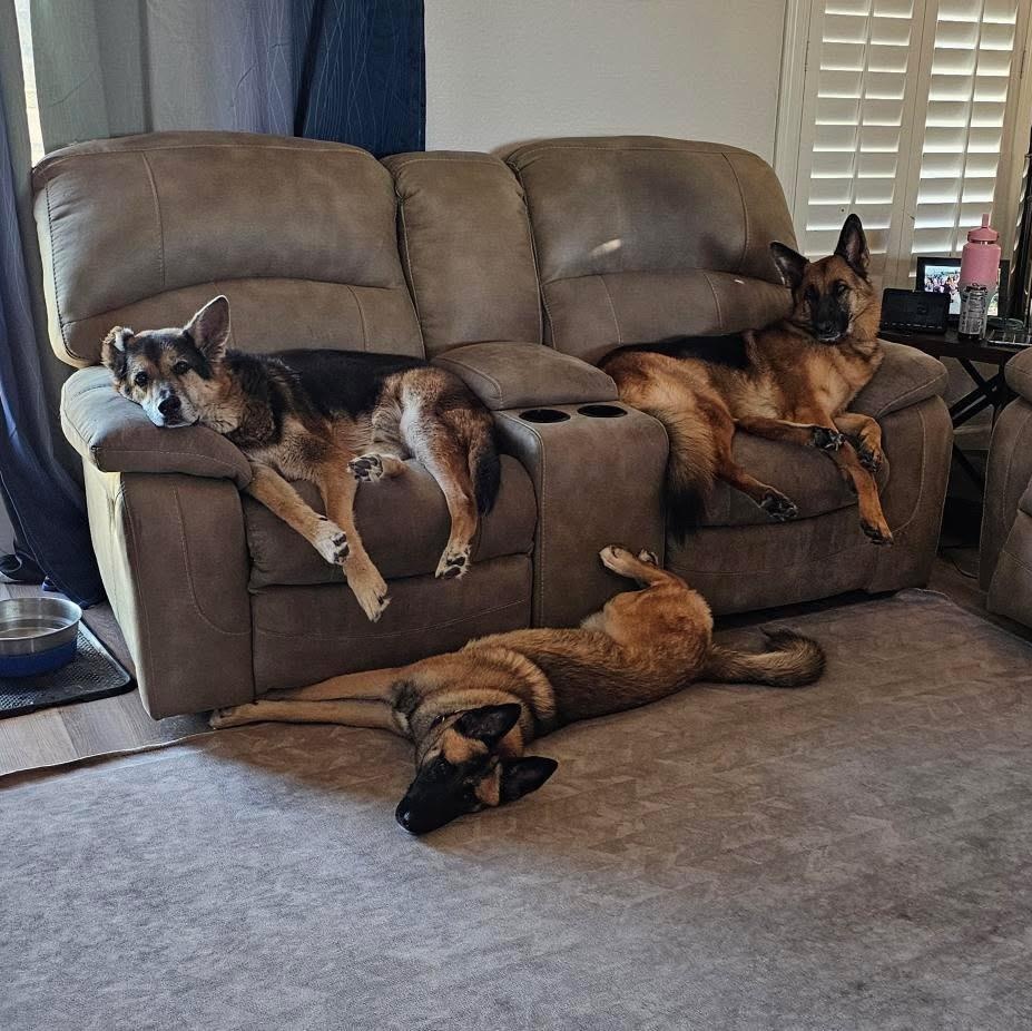 Kiara, a Adoptable Belgian Shepherd / Malinois in Los Angeles, CA image 2/6