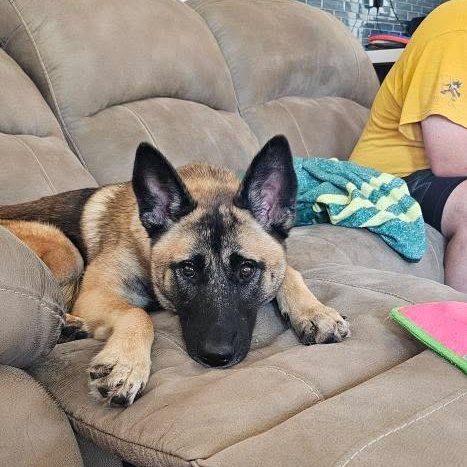 Kiara, a Adoptable Belgian Shepherd / Malinois in Los Angeles, CA image 1/6