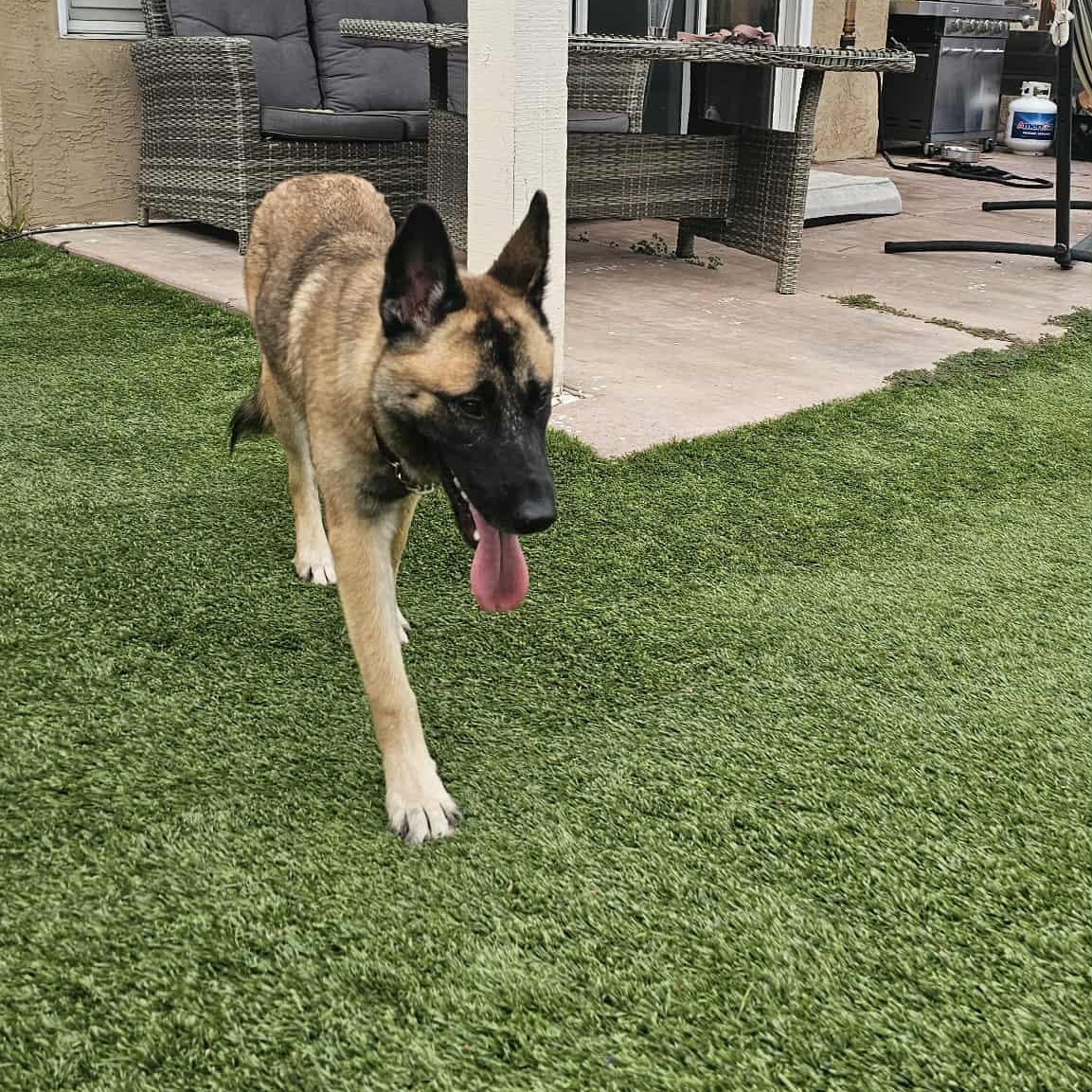 Kiara, a Adoptable Belgian Shepherd / Malinois in Los Angeles, CA image 5/6
