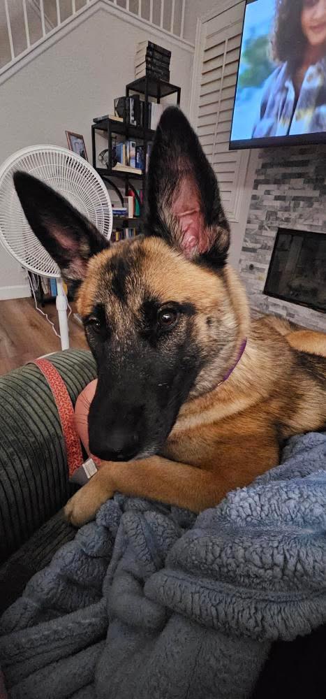 Kiara, a Adoptable Belgian Shepherd / Malinois in Los Angeles, CA image 4/6