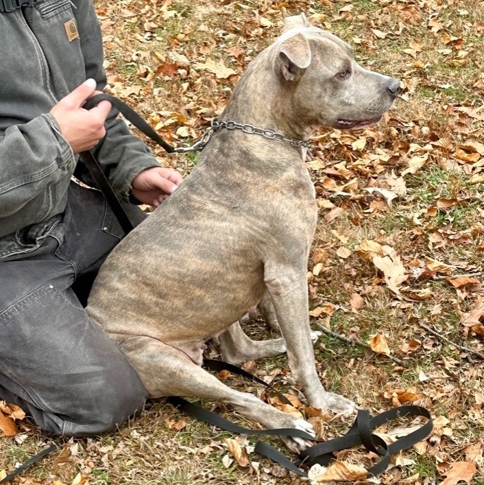 Corina, a Adoptable mixed breed in Boston, MA image 6/6