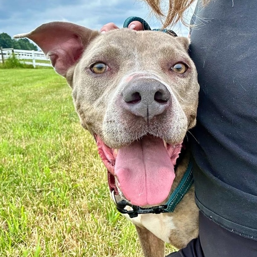 Corina, a Adoptable mixed breed in Boston, MA image 5/6