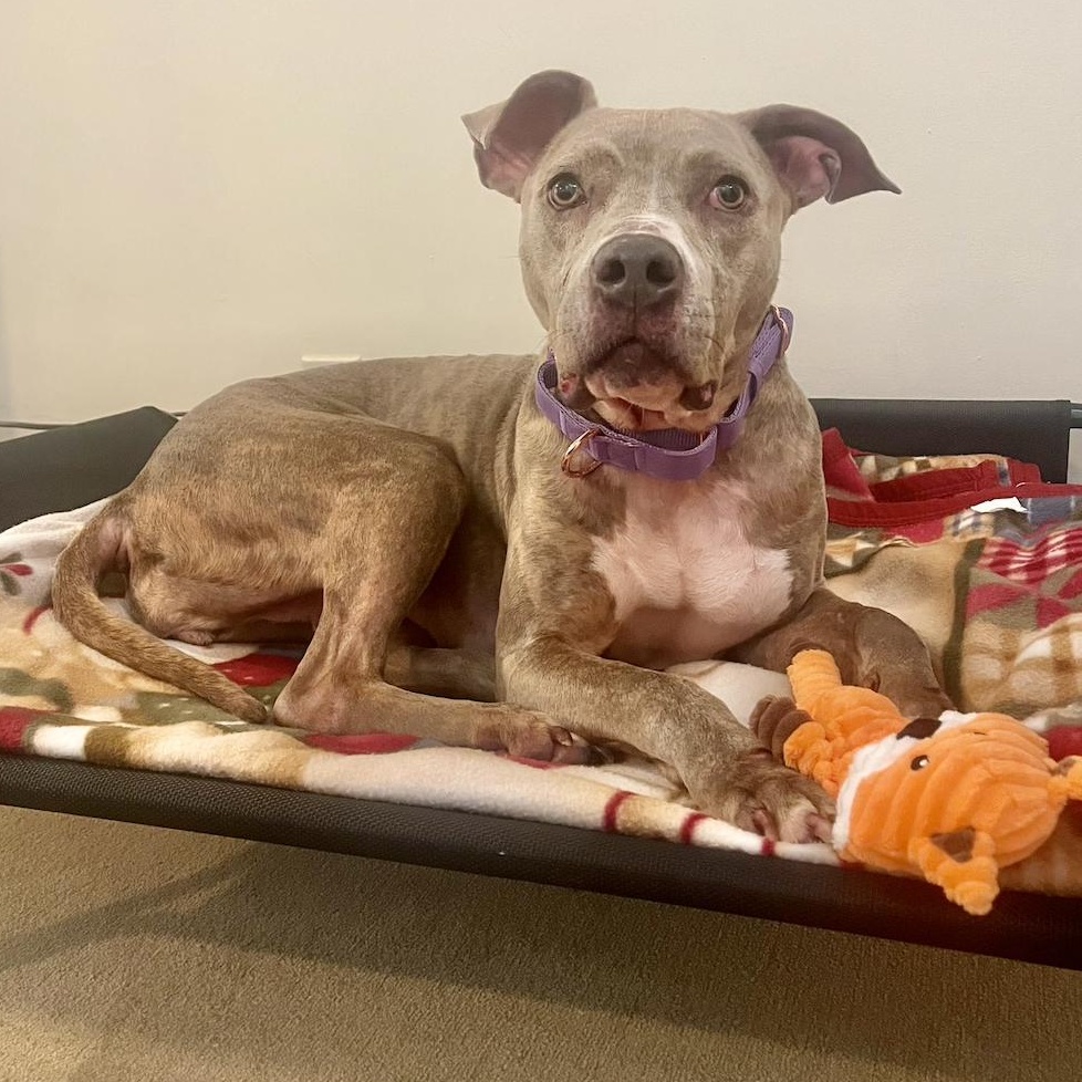 Corina, a Adoptable mixed breed in Boston, MA image 3/6