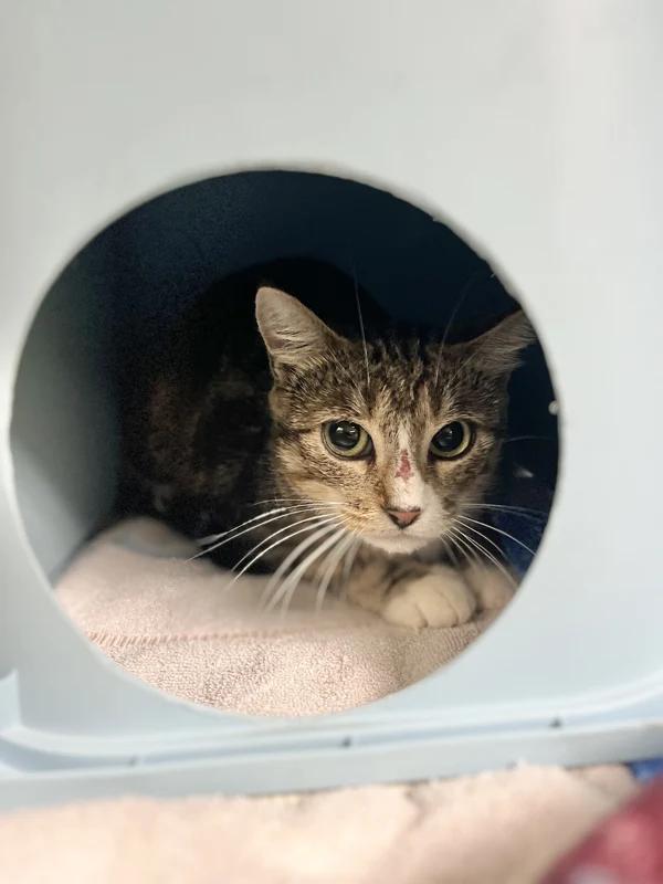 Enlarge Spellbound, a Adoptable Domestic Short Hair in Hamilton, ON image 2/3