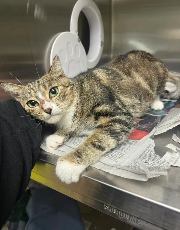 Spellbound, Adoptable, Adult Female Domestic Short Hair.