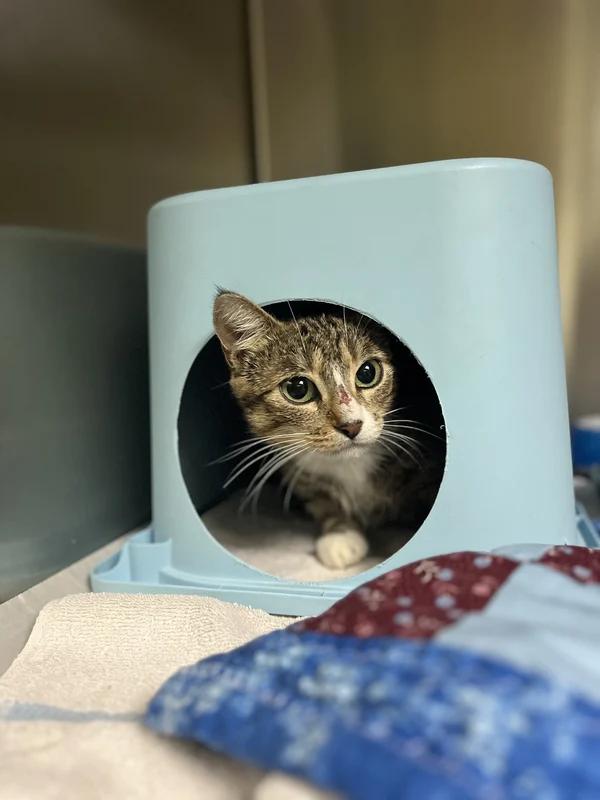 Enlarge Spellbound, a Adoptable Domestic Short Hair in Hamilton, ON image 3/3