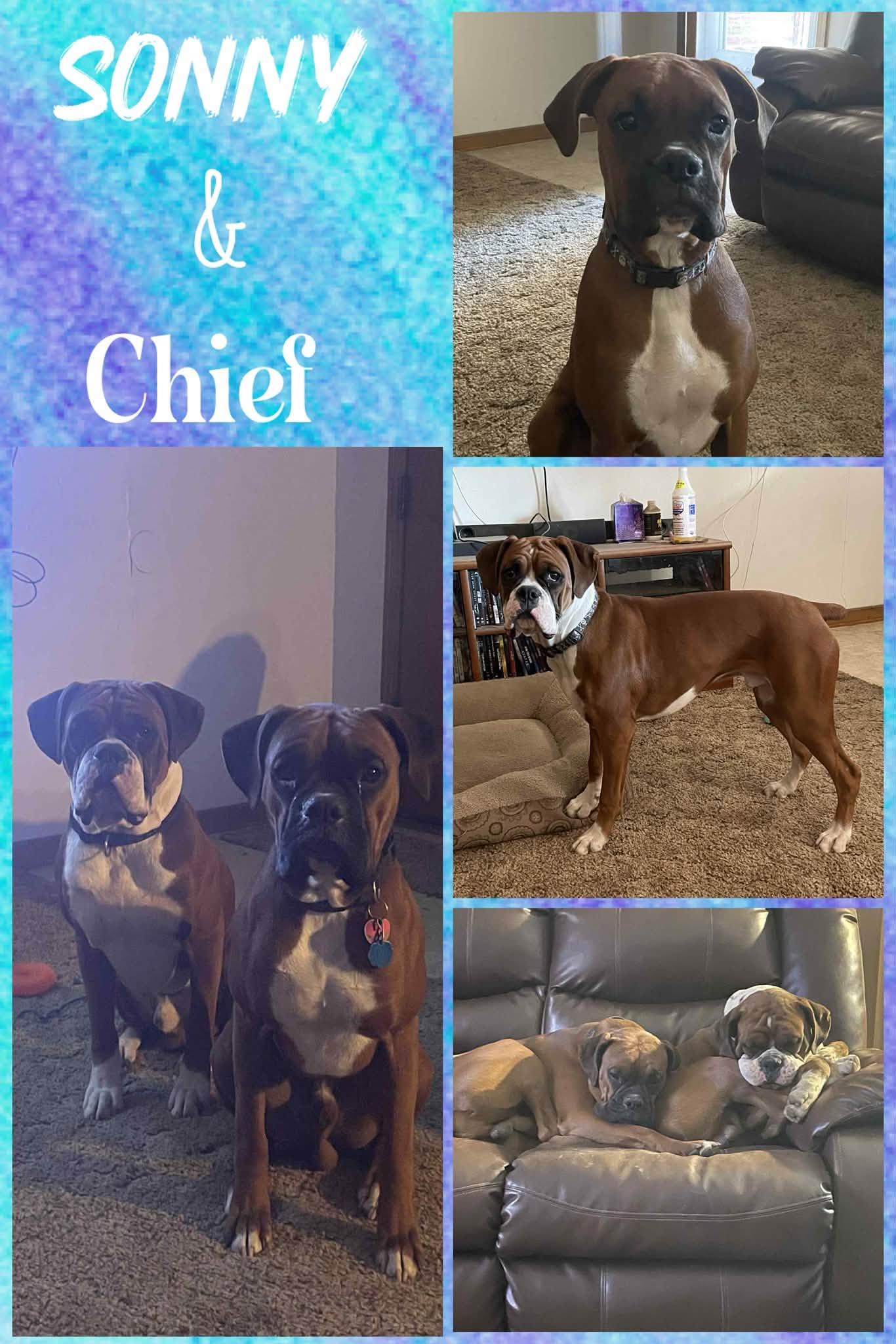 Sonny & Chief, ADOPTABLE, Young Male Boxer.