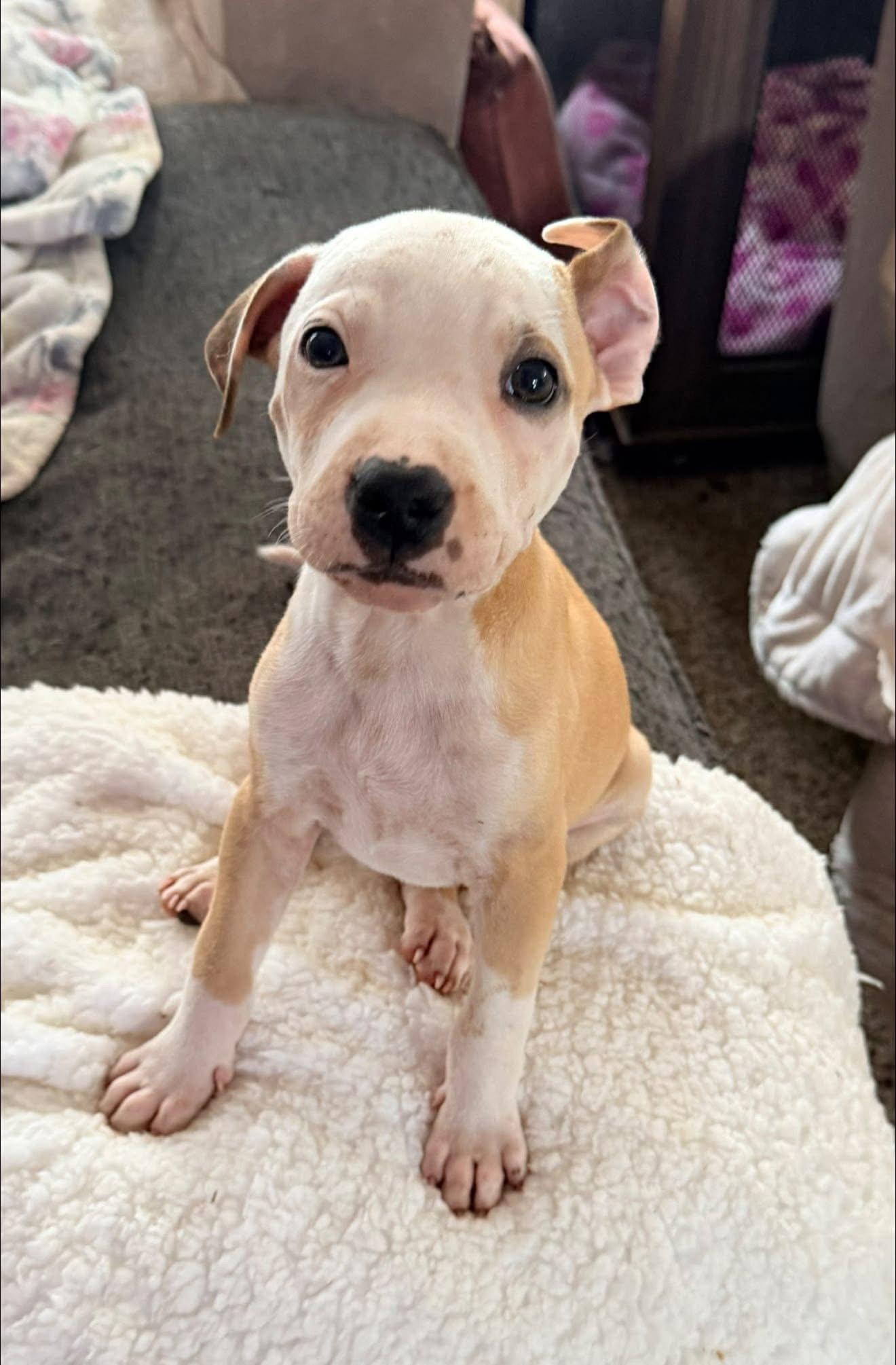 Casper/Preston, Adoptable, Puppy Male Pit Bull Terrier & Hound.