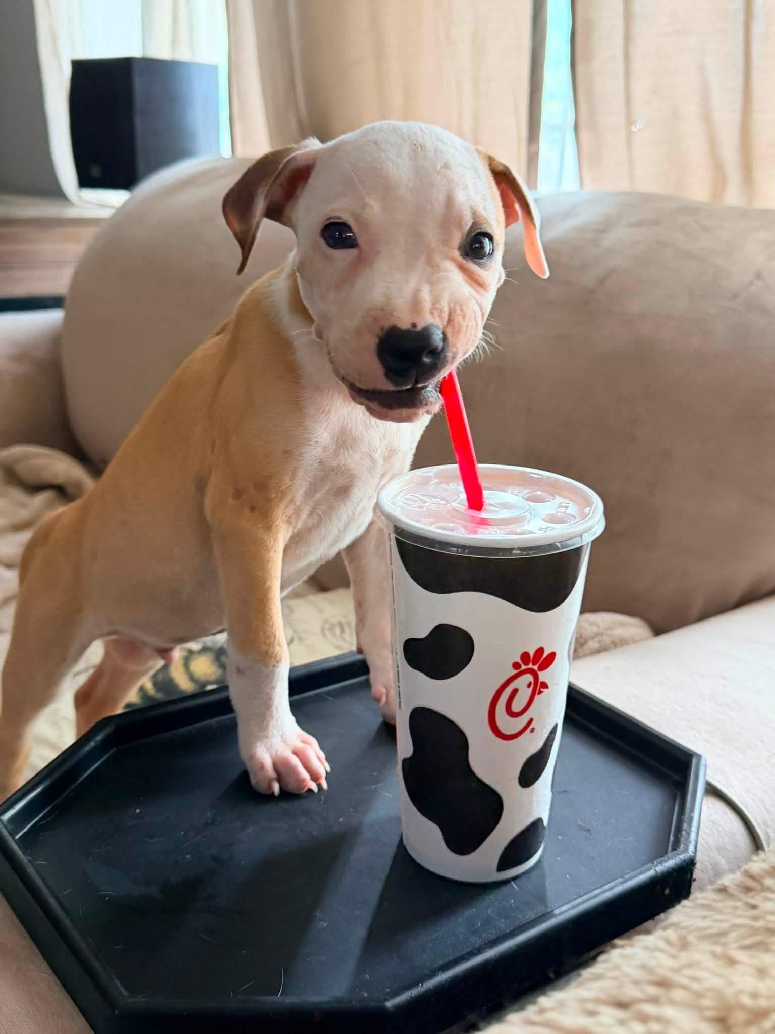 Enlarge Casper/Preston, a Adoptable mixed breed in Stephens City, VA image 2/3