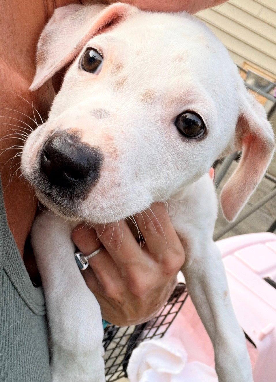Enlarge Casper/Preston, a Adoptable mixed breed in Stephens City, VA image 3/3