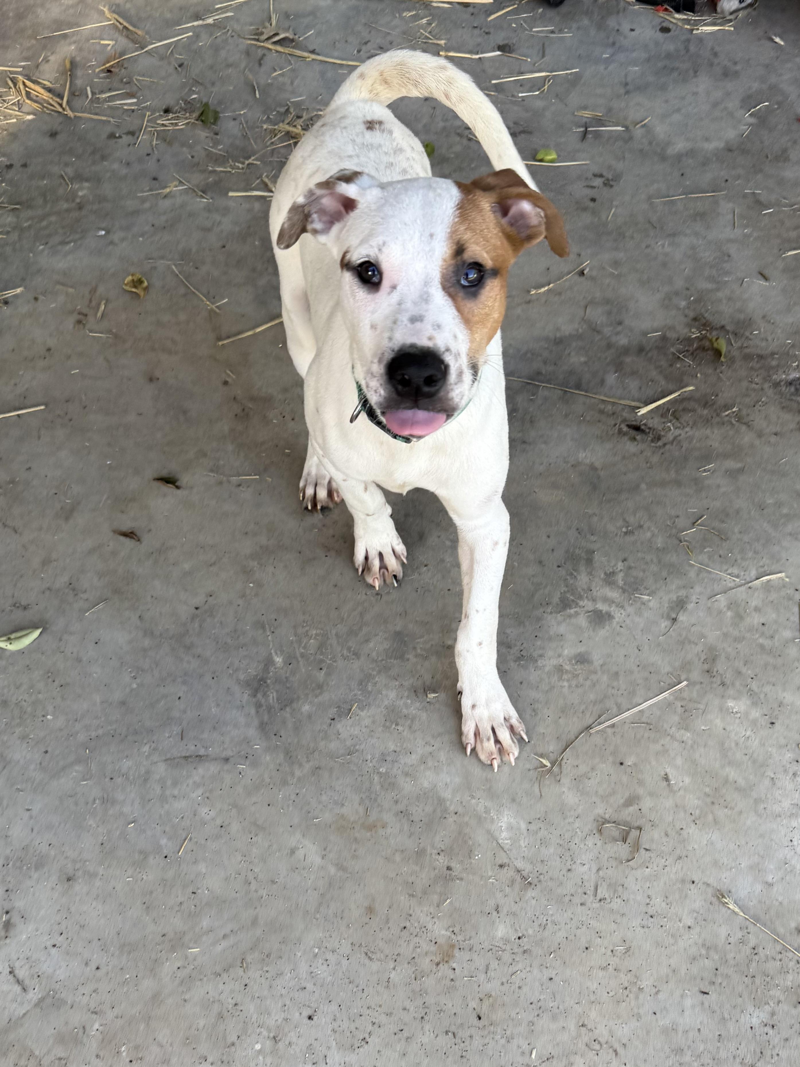 Basil, a Adoptable mixed breed in Chattanooga, TN image 1/5