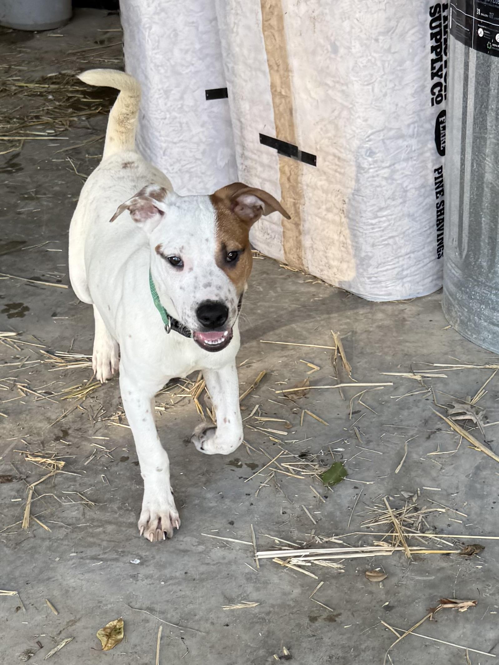 Basil, a Adoptable mixed breed in Chattanooga, TN image 2/5