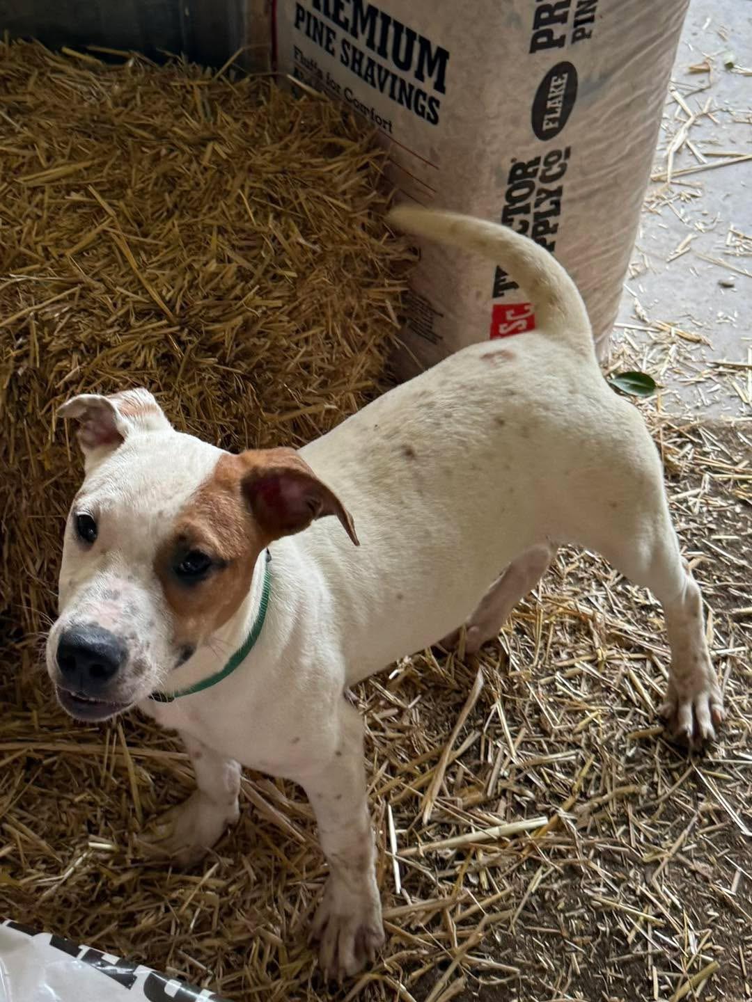 Basil, a Adoptable mixed breed in Chattanooga, TN image 3/5