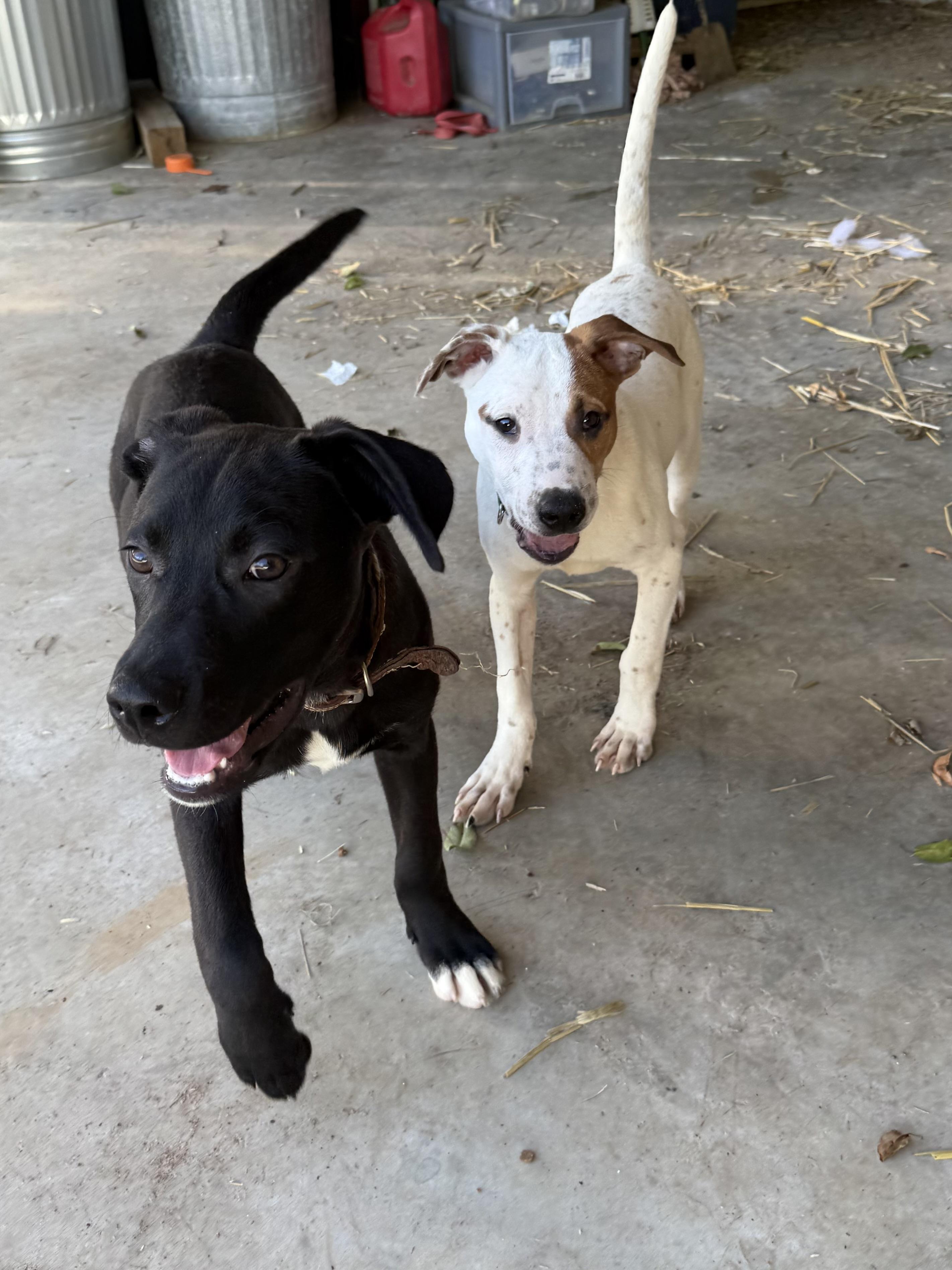 Basil, a Adoptable mixed breed in Chattanooga, TN image 4/5