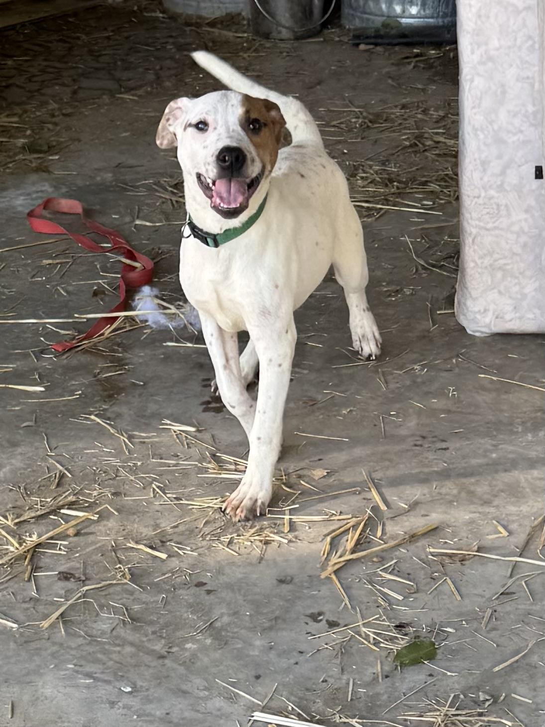 Basil, a Adoptable mixed breed in Chattanooga, TN image 5/5