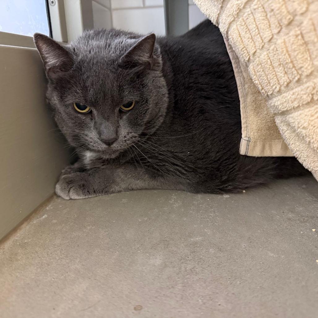 Bella and Maya, Adoptable, Senior Female Domestic Short Hair.