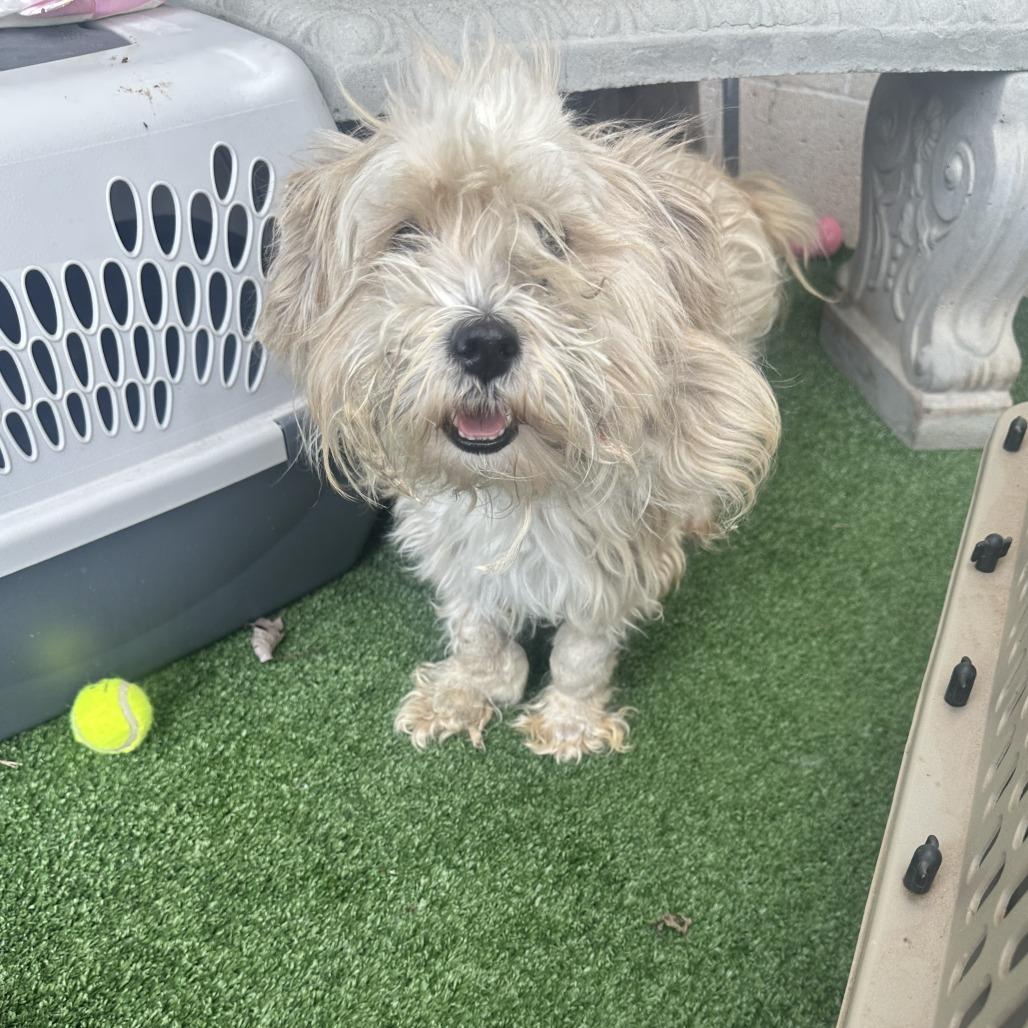 Enlarge Bentley C-34479, a Adoptable mixed breed in Oklahoma City, OK image 1/1