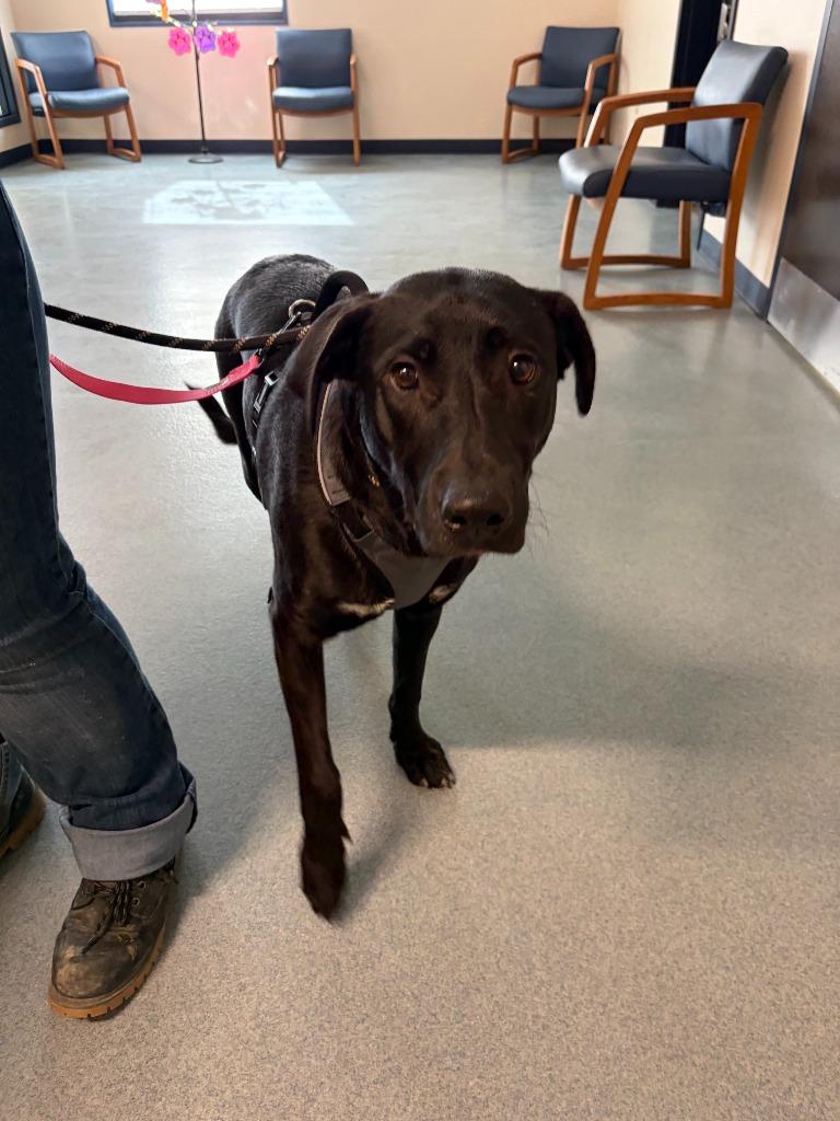Breanna, Adoptable, Young Female Labrador Retriever & Mixed Breed.