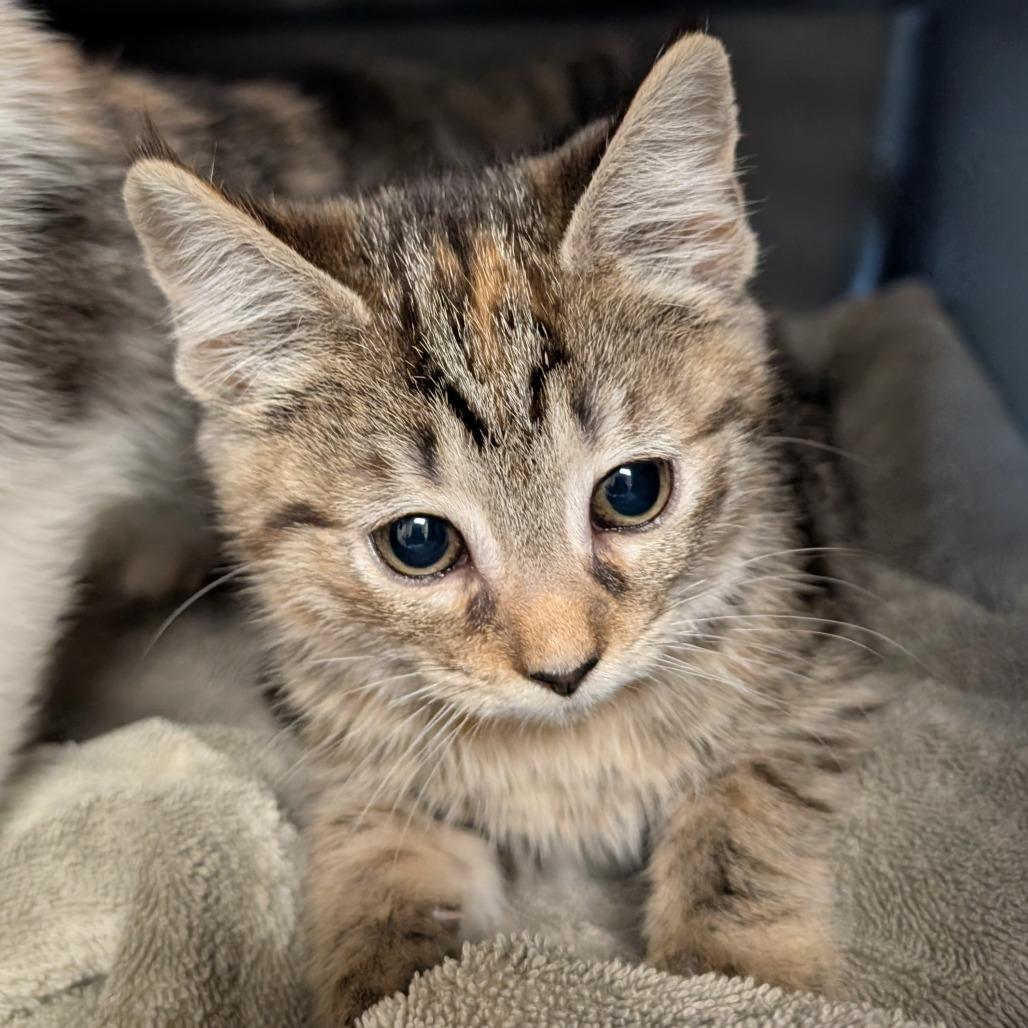 Grand Canyon, Adoptable, Kitten Female Domestic Short Hair.
