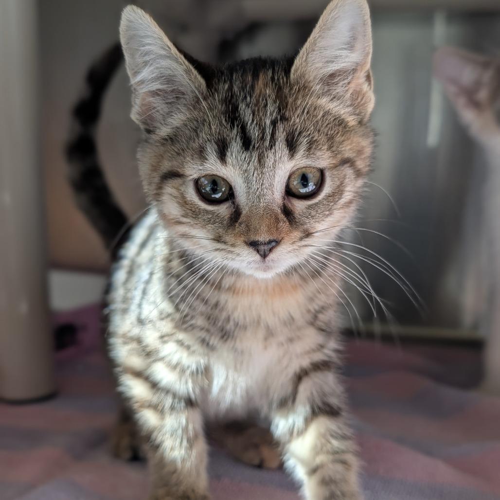 Enlarge Grand Canyon, a Adoptable Domestic Short Hair in Asheville, NC image 2/3