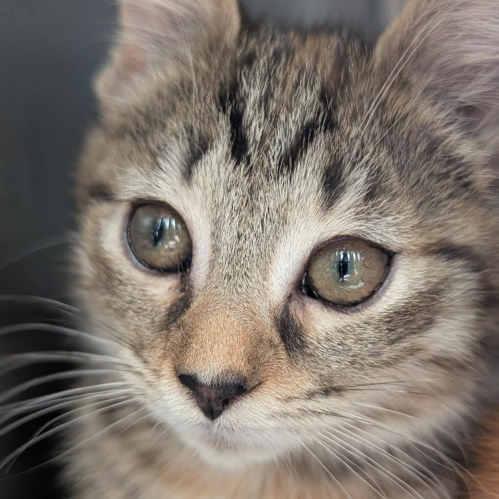 Enlarge Grand Canyon, a Adoptable Domestic Short Hair in Asheville, NC image 3/3