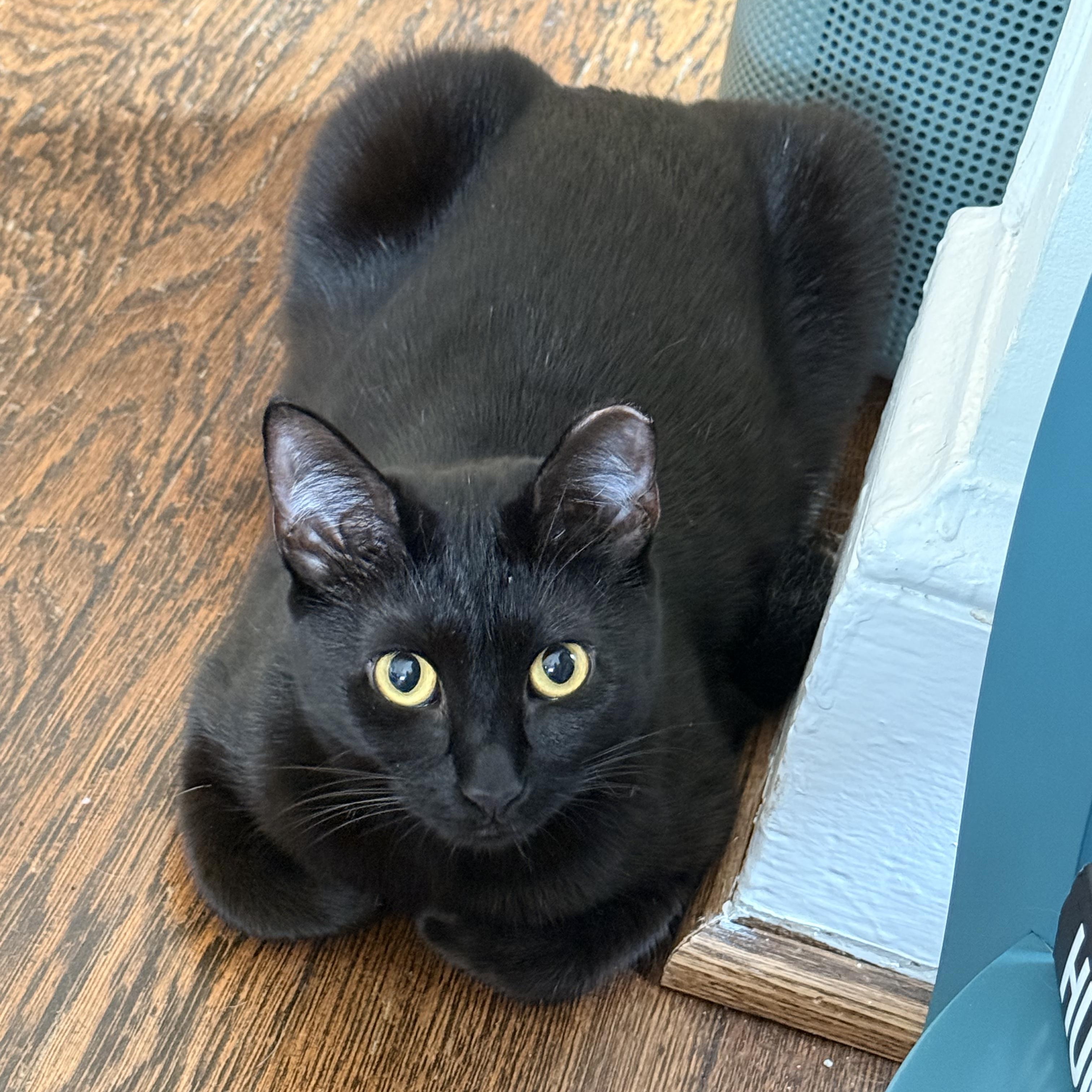 Enlarge Serrano, a Adoptable mixed breed in Hyattsville, MD image 3/6