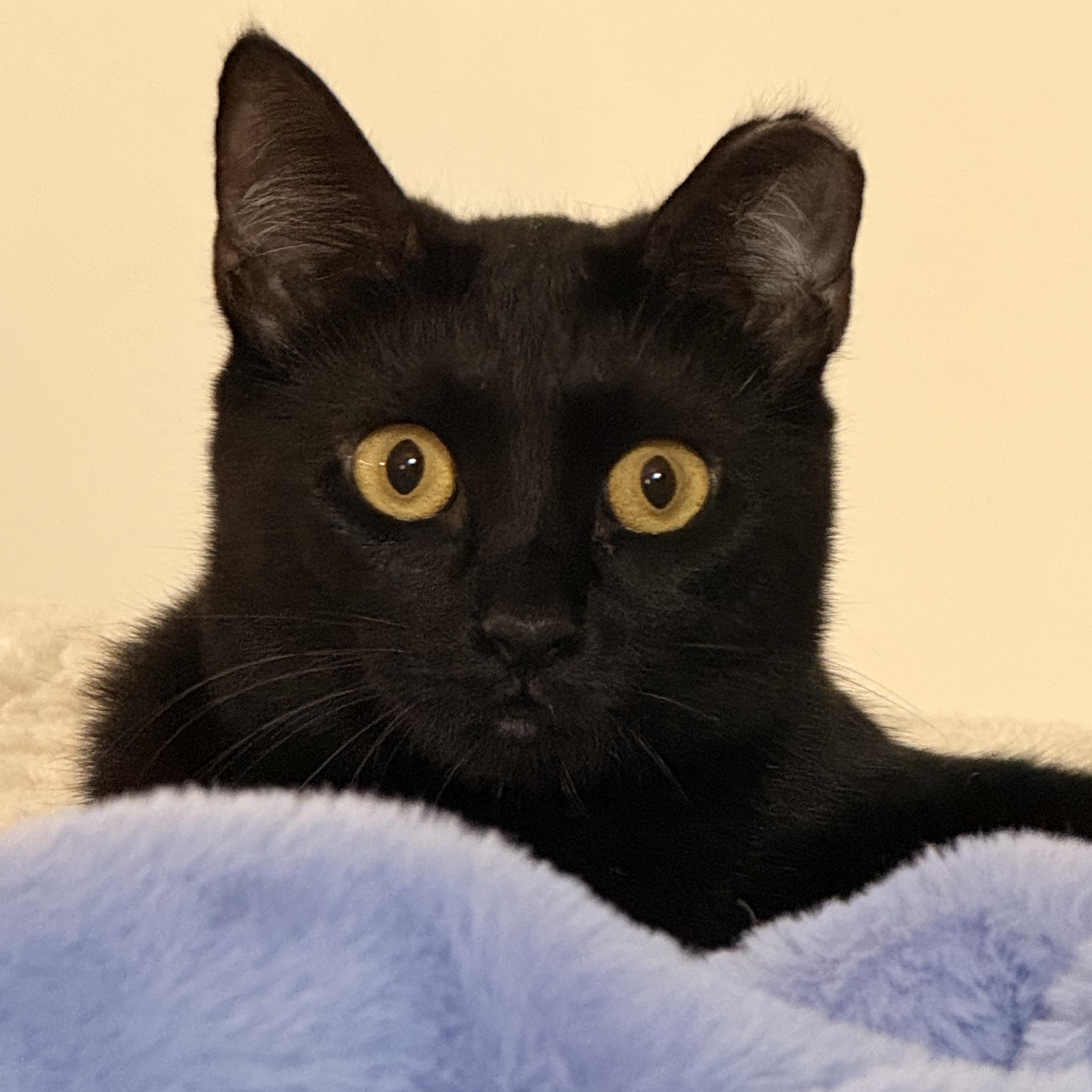 Serrano, Adoptable, Young Female Domestic Short Hair & Bombay.