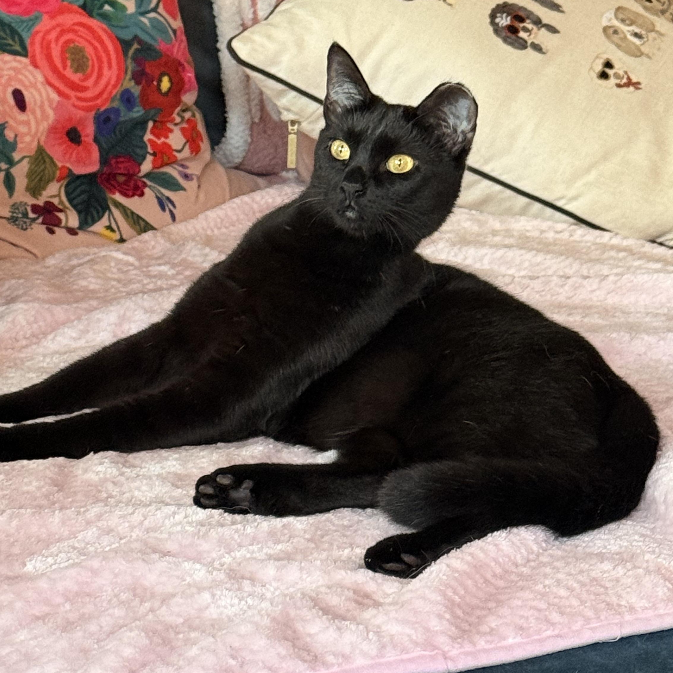 Enlarge Serrano, a Adoptable mixed breed in Hyattsville, MD image 2/6