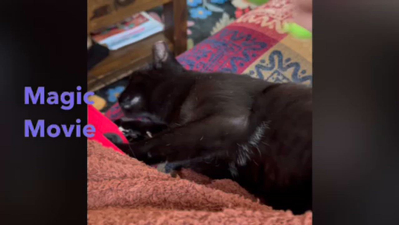 Enlarge Serrano, a Adoptable mixed breed in Hyattsville, MD video 6/6