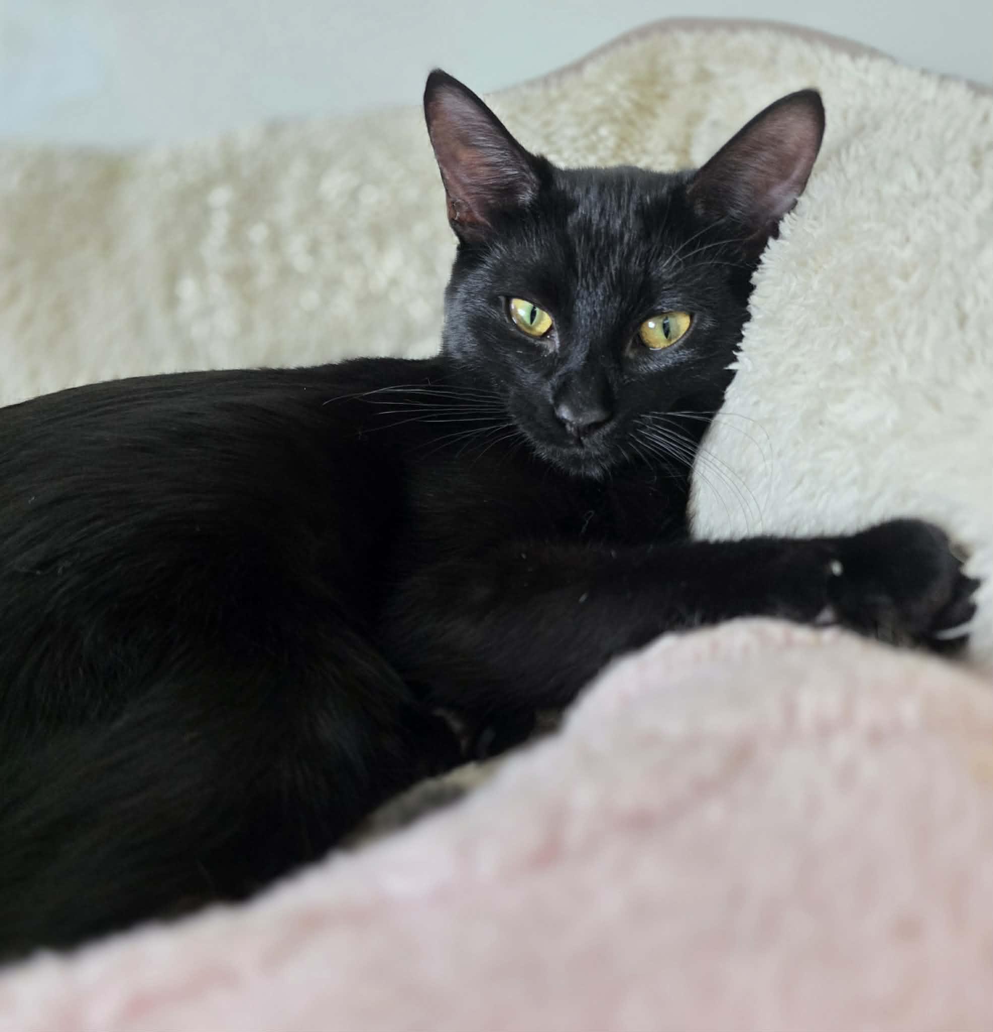 Azura, Adoptable, Kitten Female Domestic Short Hair.