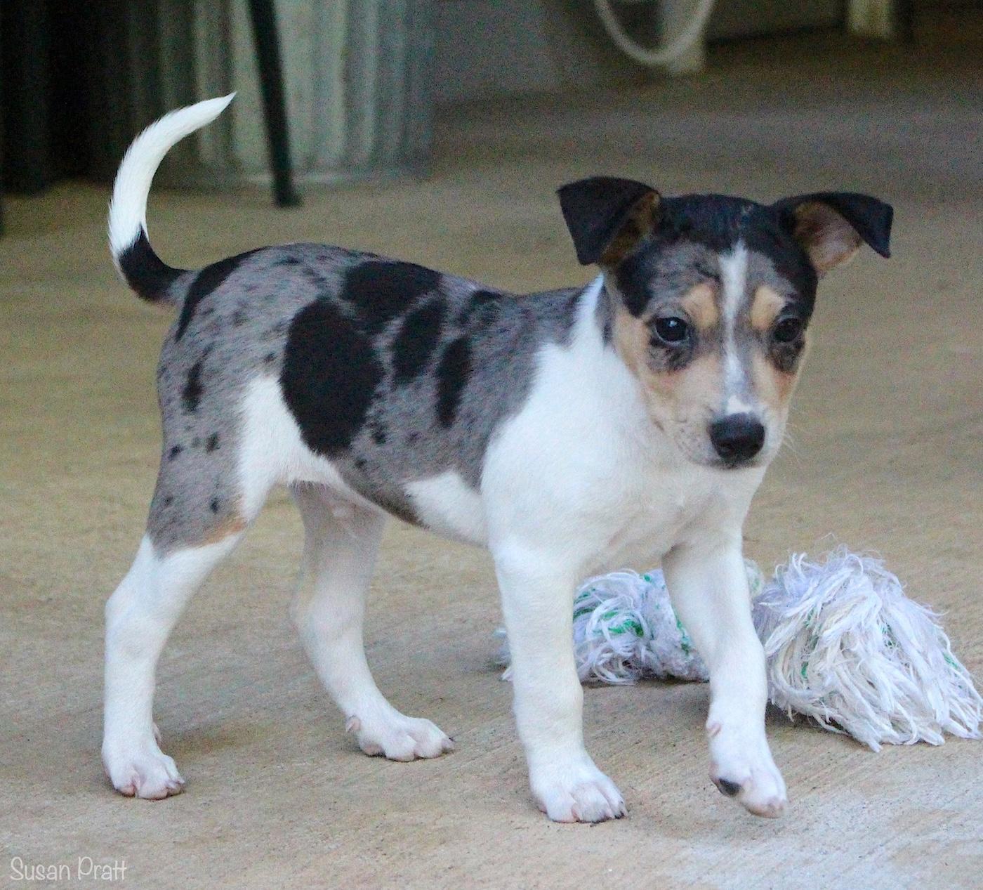 Tarley, a ADOPTABLE mixed breed in Bedford, VA image 4/6