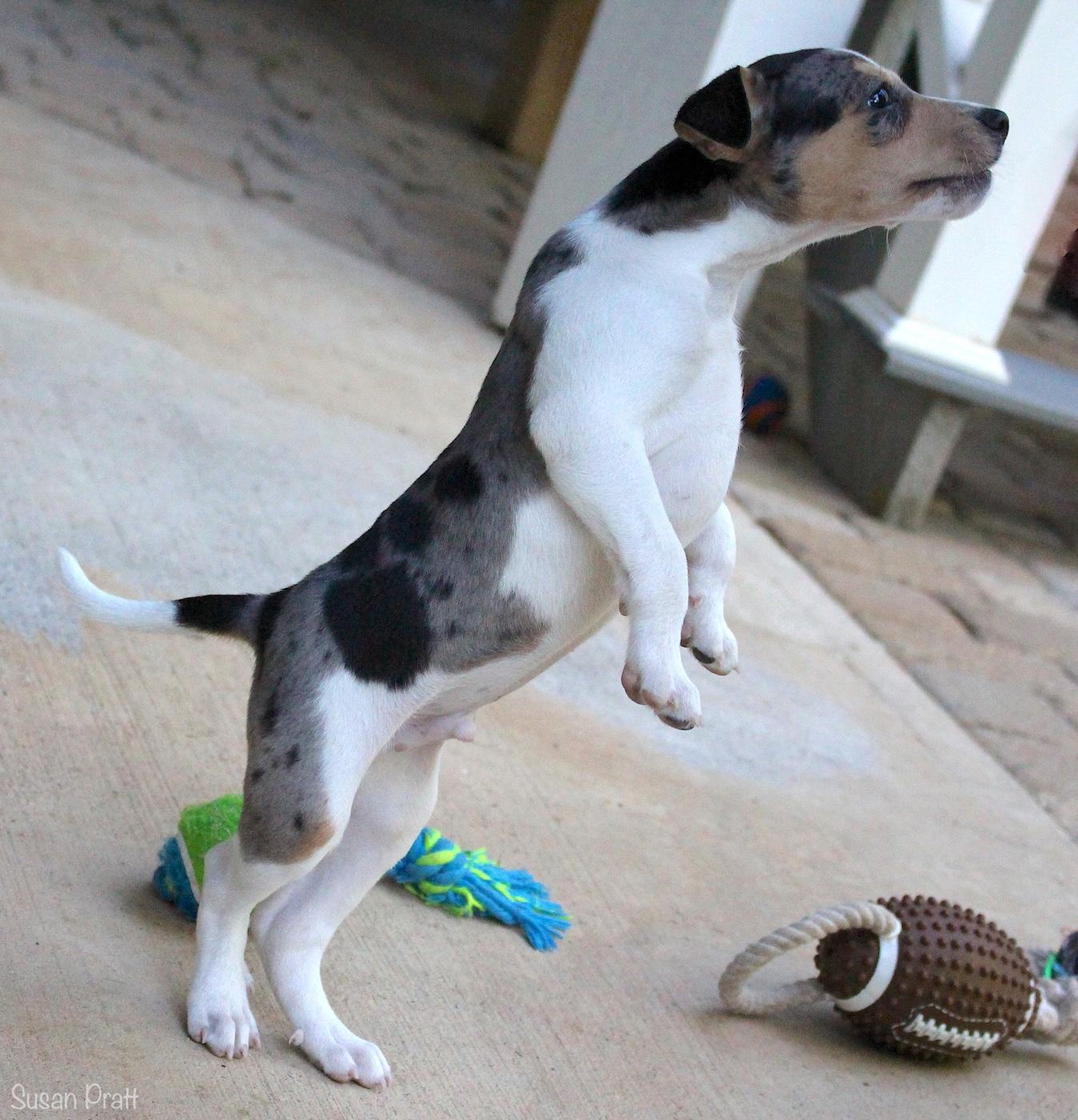 Tarley, a ADOPTABLE mixed breed in Bedford, VA image 3/6