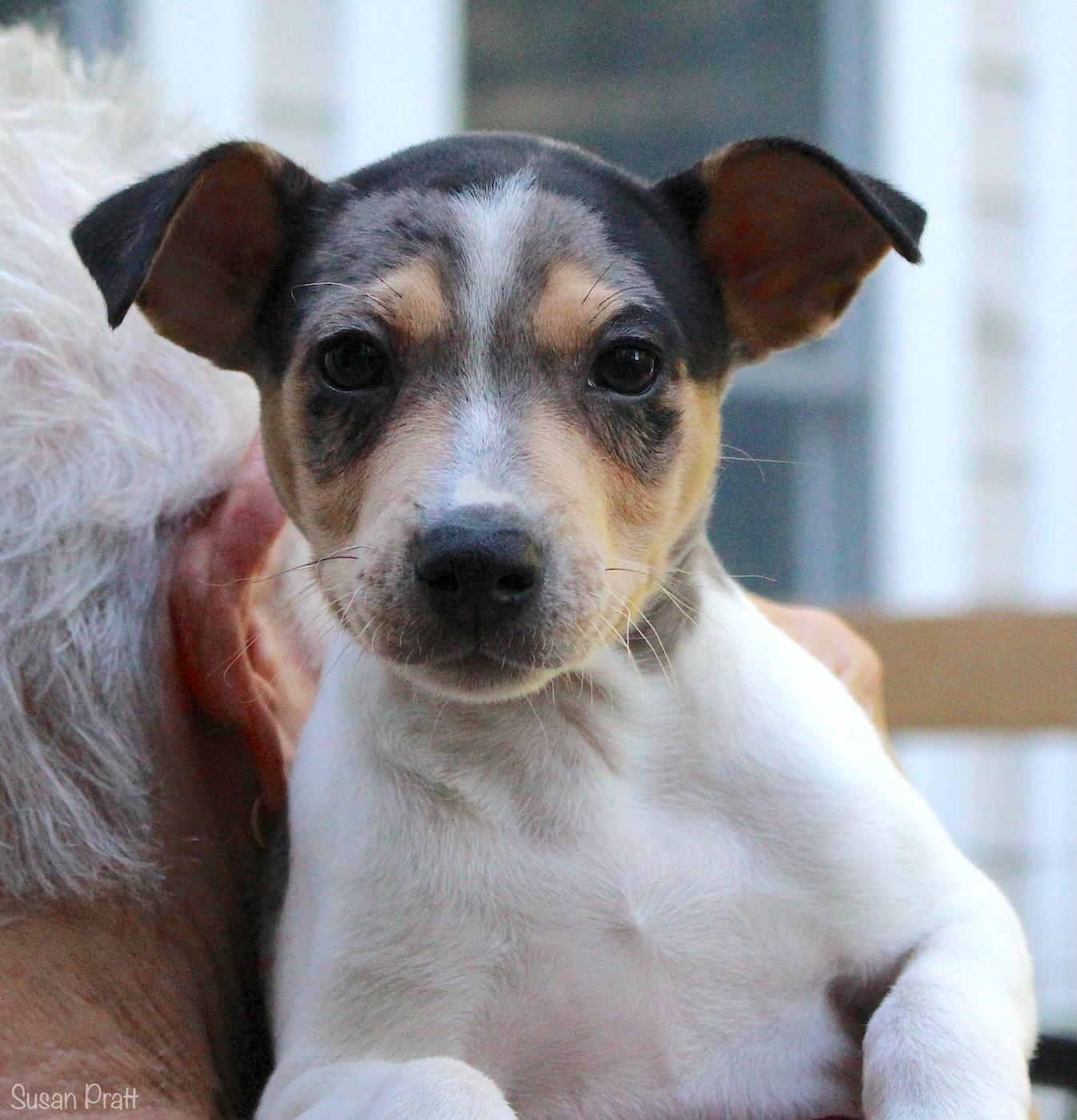 Tarley, a ADOPTABLE mixed breed in Bedford, VA image 1/6