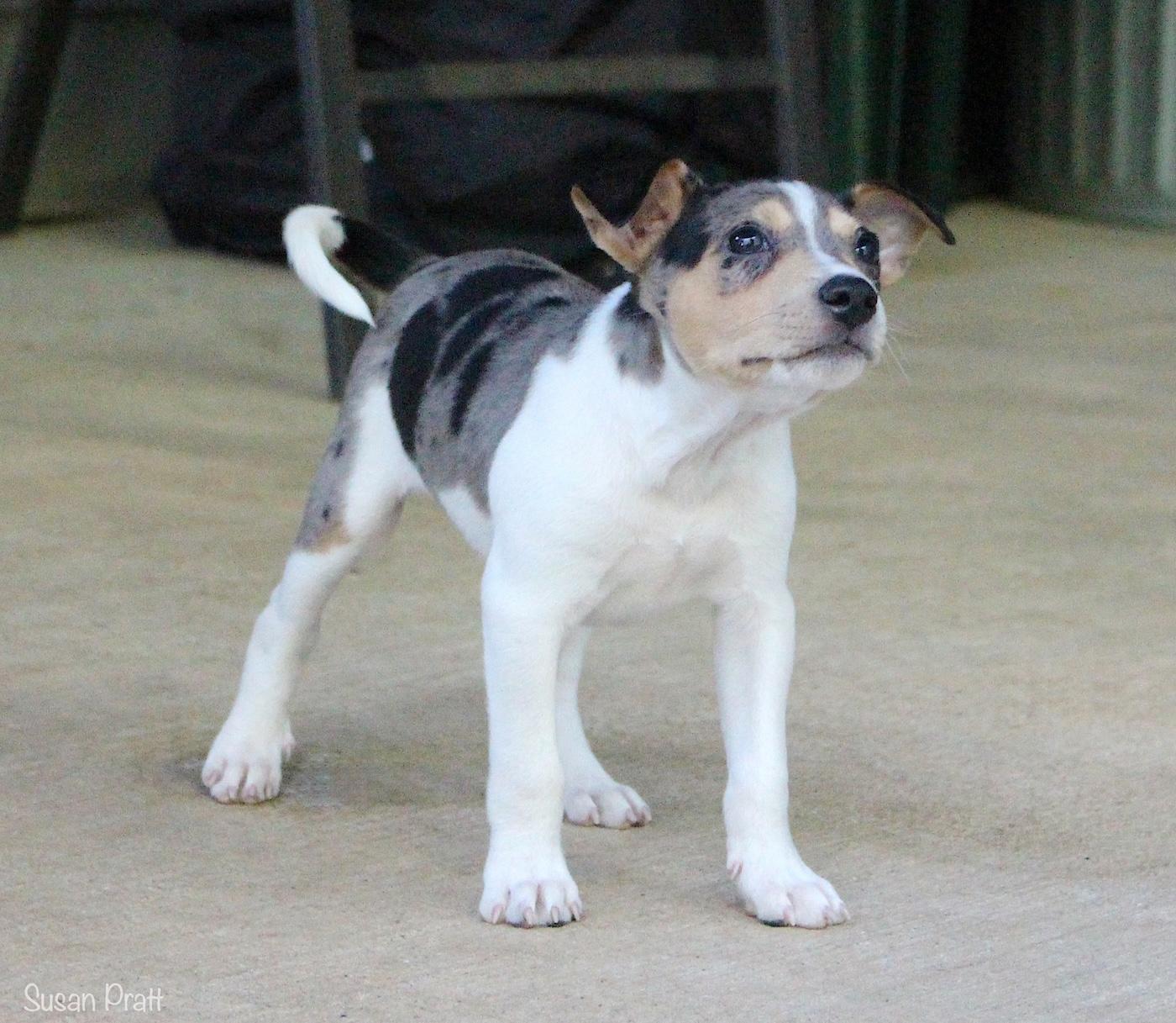 Tarley, a ADOPTABLE mixed breed in Bedford, VA image 2/6