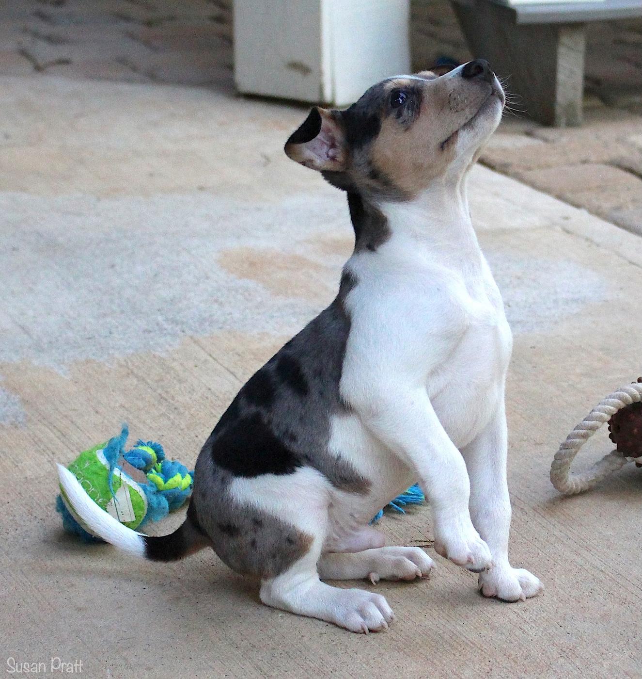 Tarley, a ADOPTABLE mixed breed in Bedford, VA image 6/6