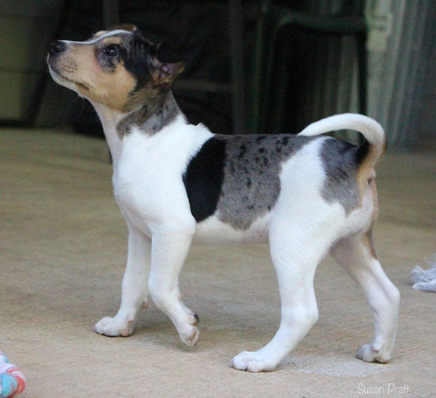 Tarley, a ADOPTABLE mixed breed in Bedford, VA image 5/6