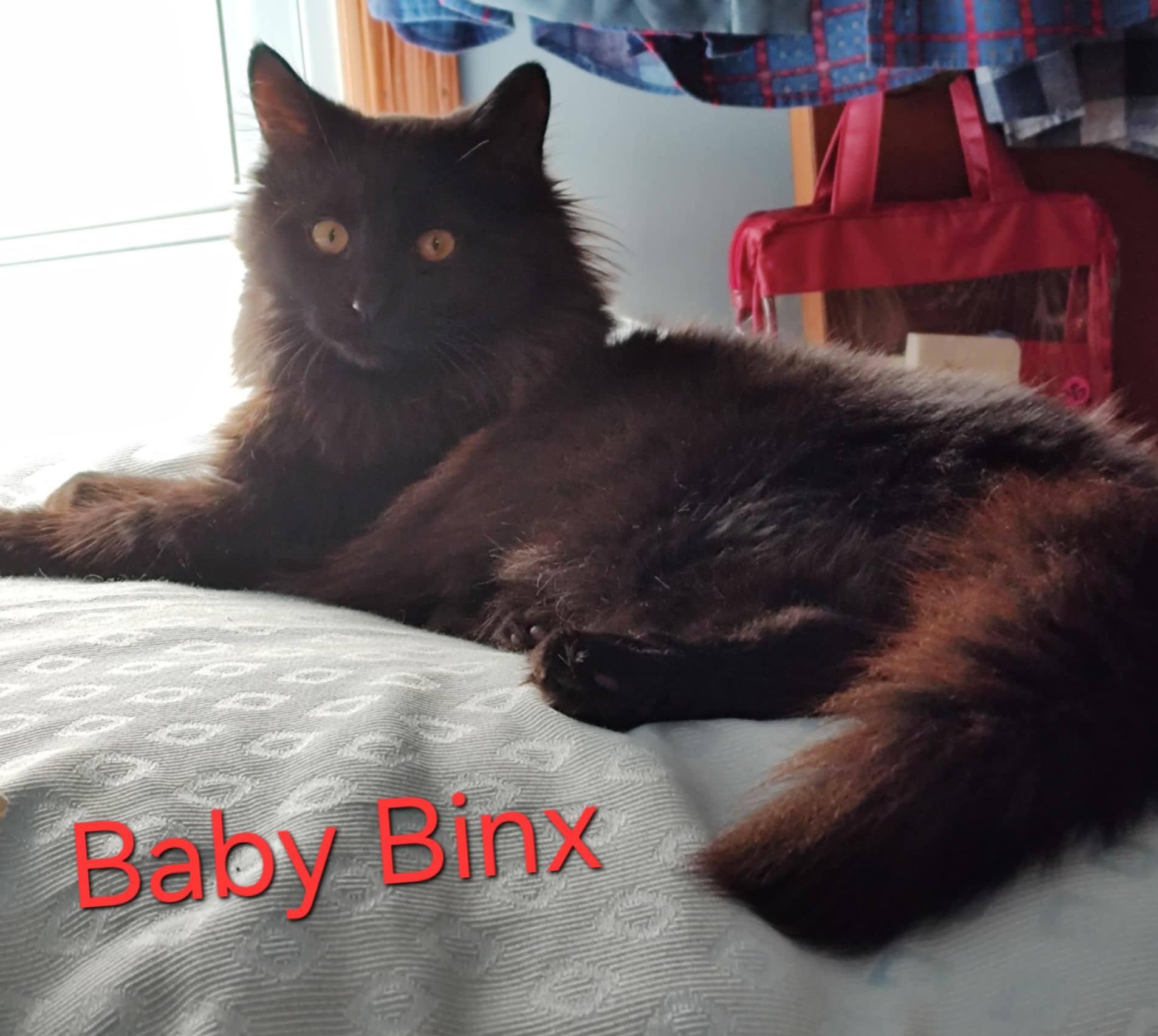Baby Binx
