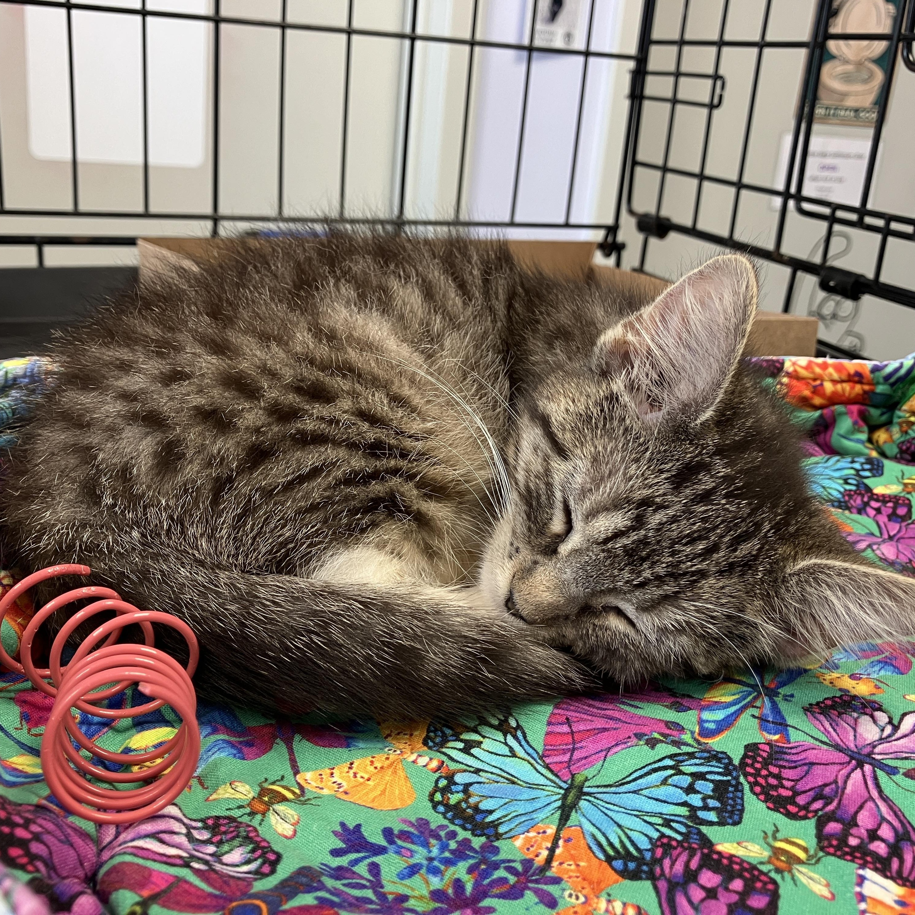 Enlarge Vashti, an adopted mixed breed in Brooklyn, NY image 3/3