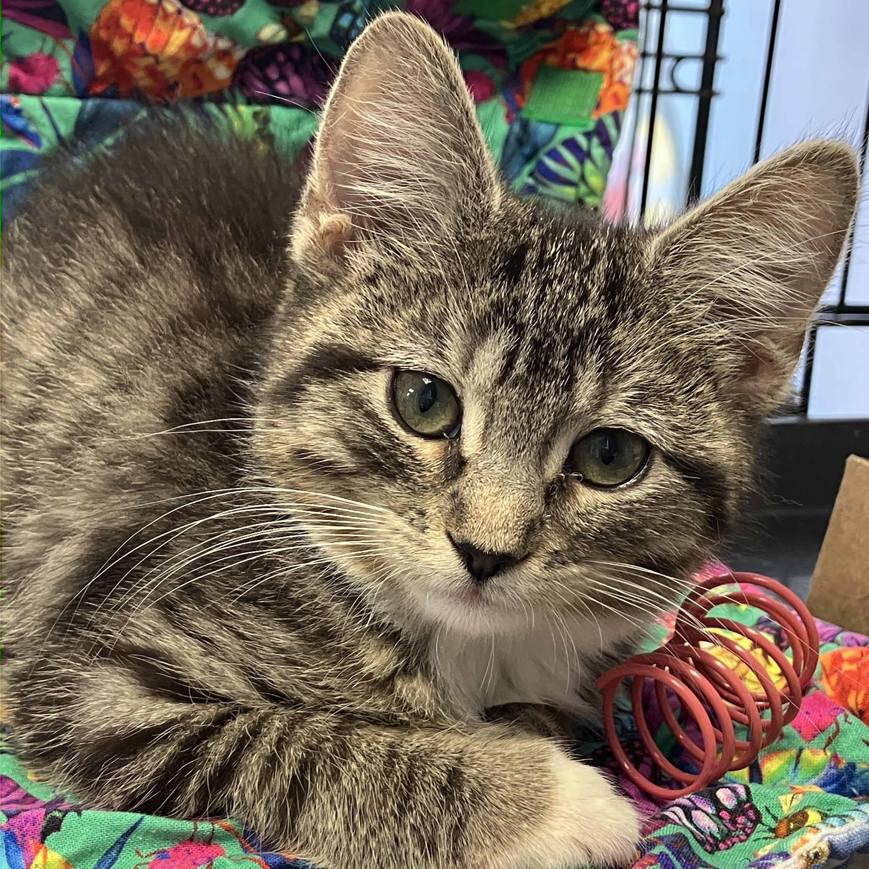 Vashti, adopted, Kitten Female Domestic Short Hair.