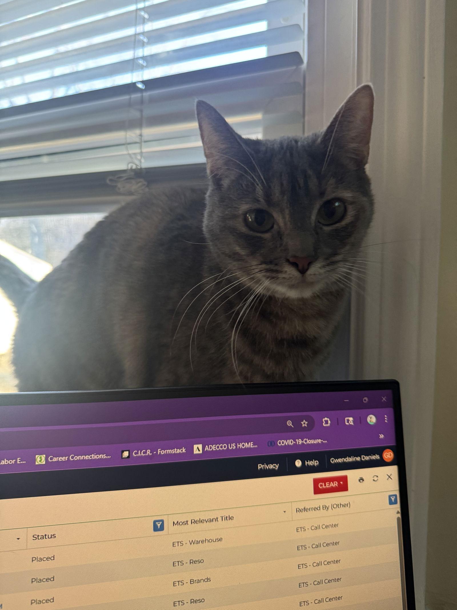 Enlarge Ipod, a Adoptable Domestic Short Hair in Trenton, NJ image 1/3