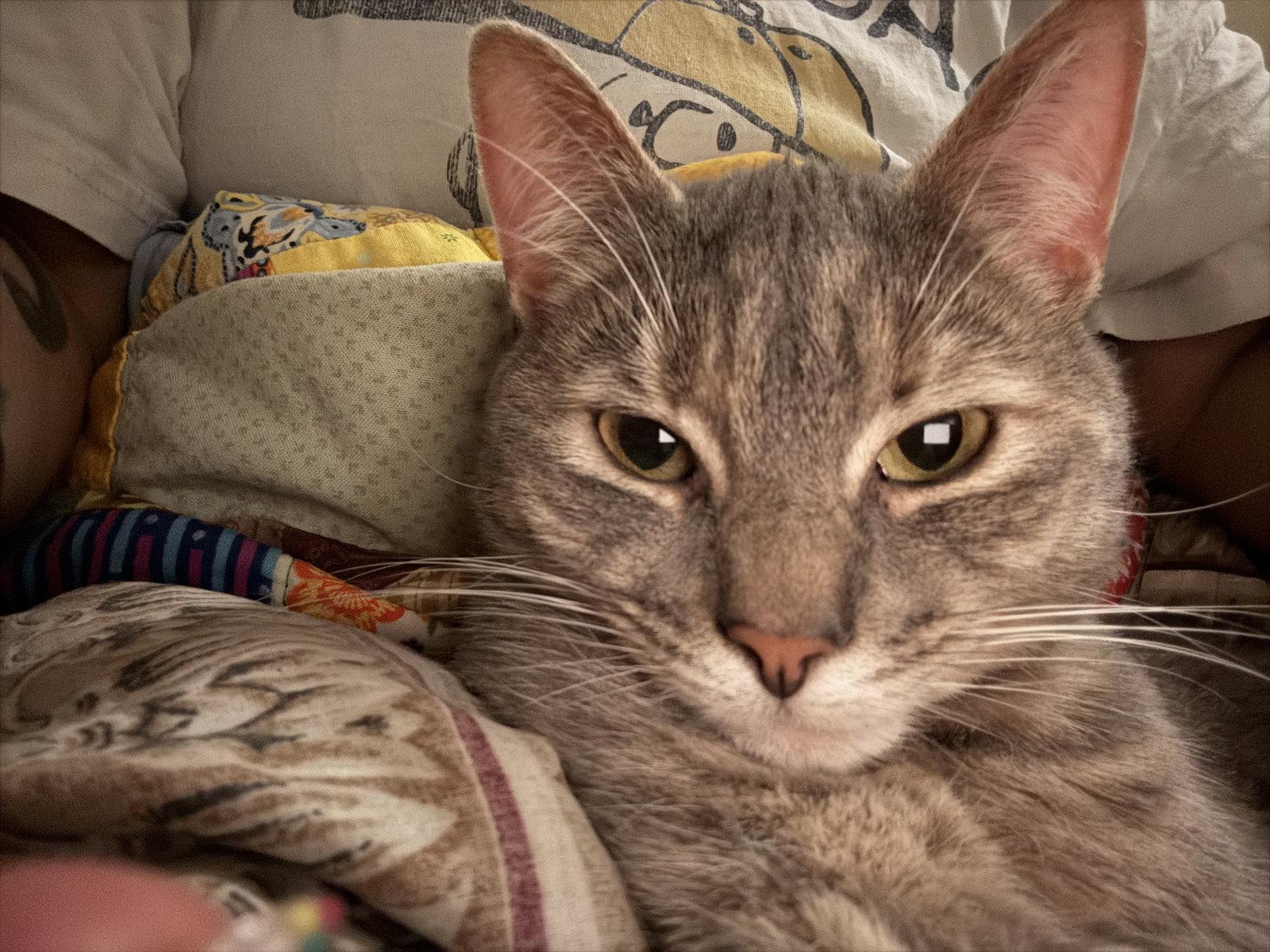 Ipod, a Adoptable Domestic Short Hair in Trenton, NJ image 2/3