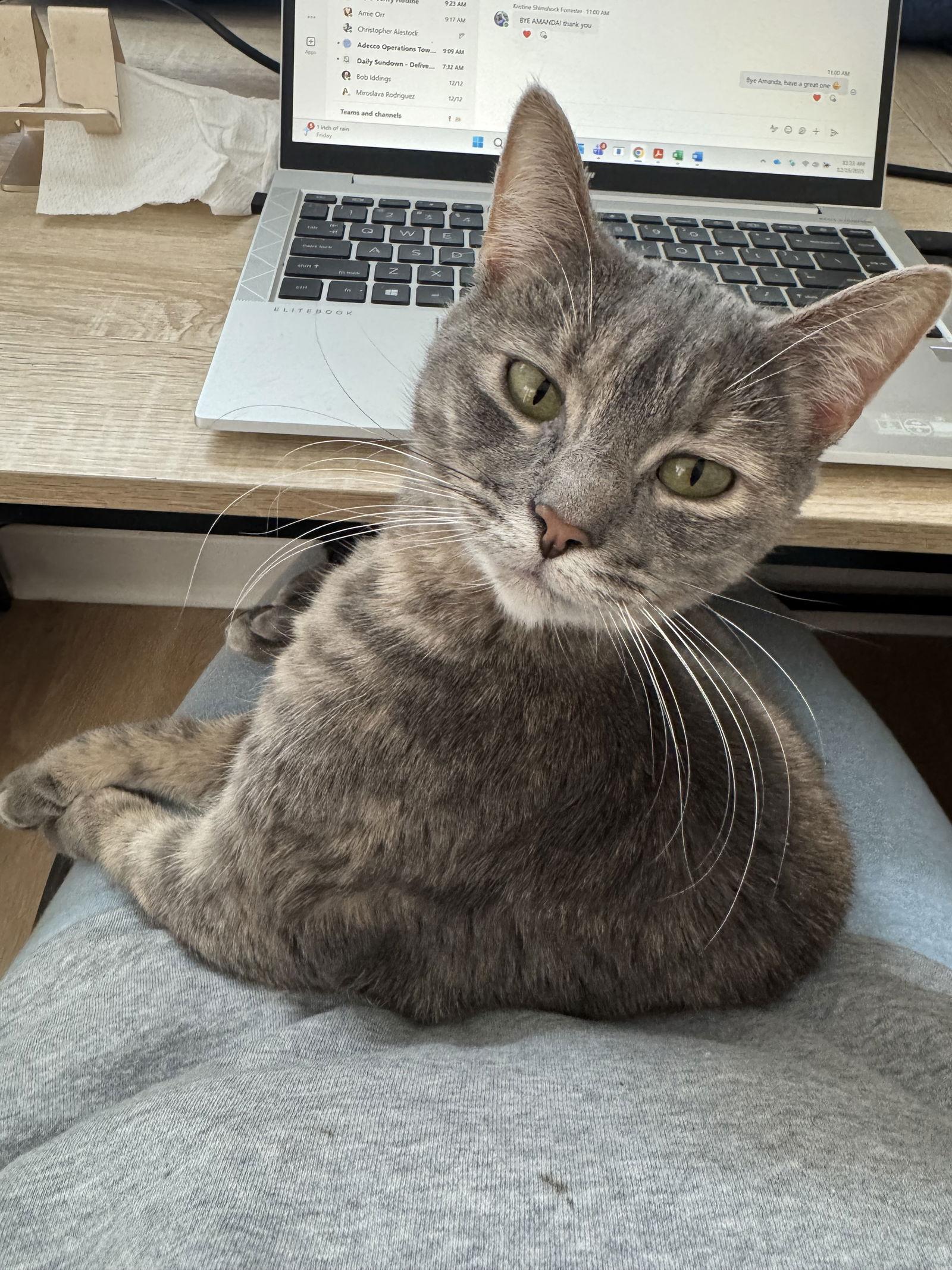 Enlarge Ipod, a Adoptable Domestic Short Hair in Trenton, NJ image 2/3