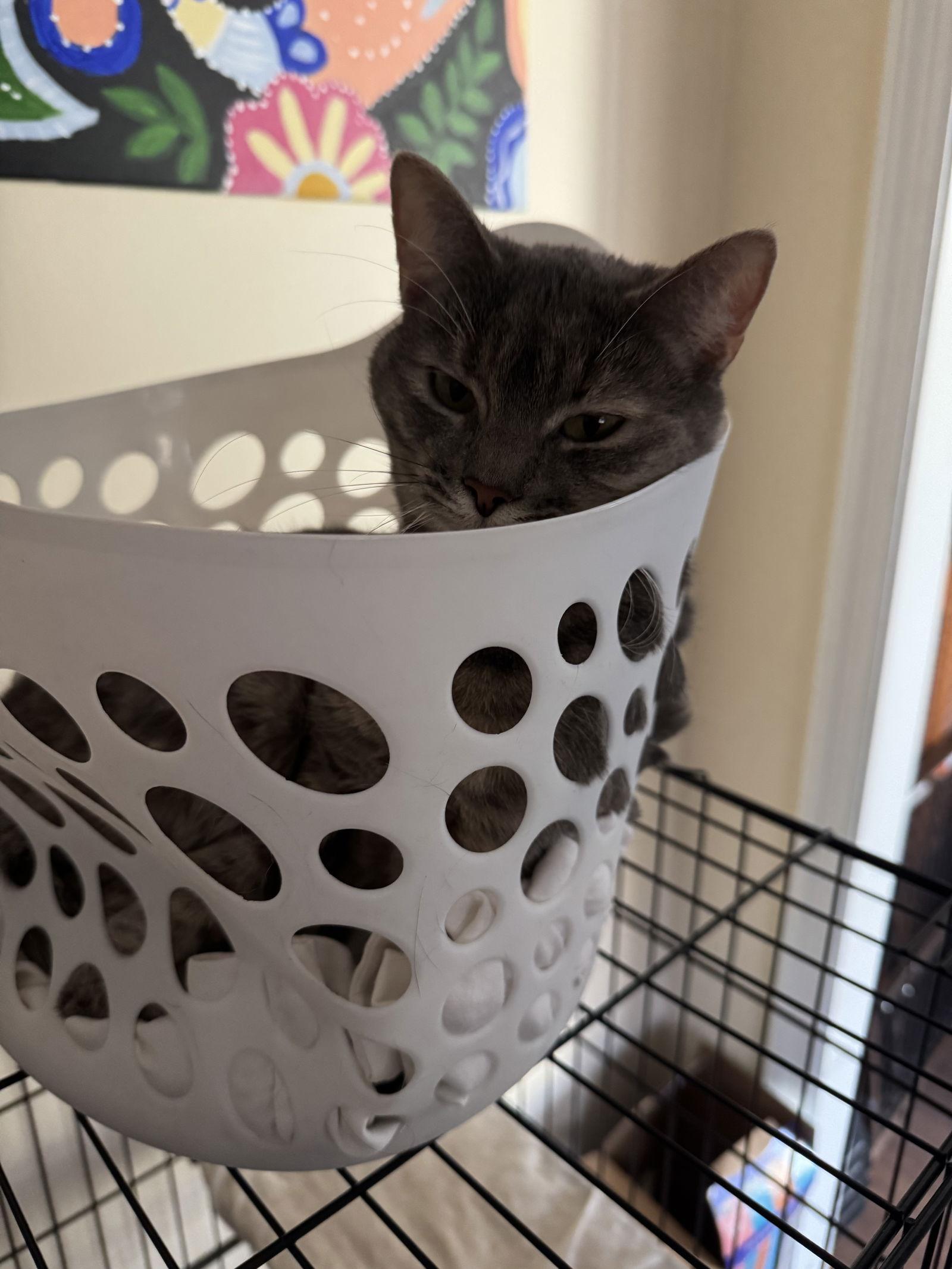 Enlarge Ipod, a Adoptable Domestic Short Hair in Trenton, NJ image 3/3