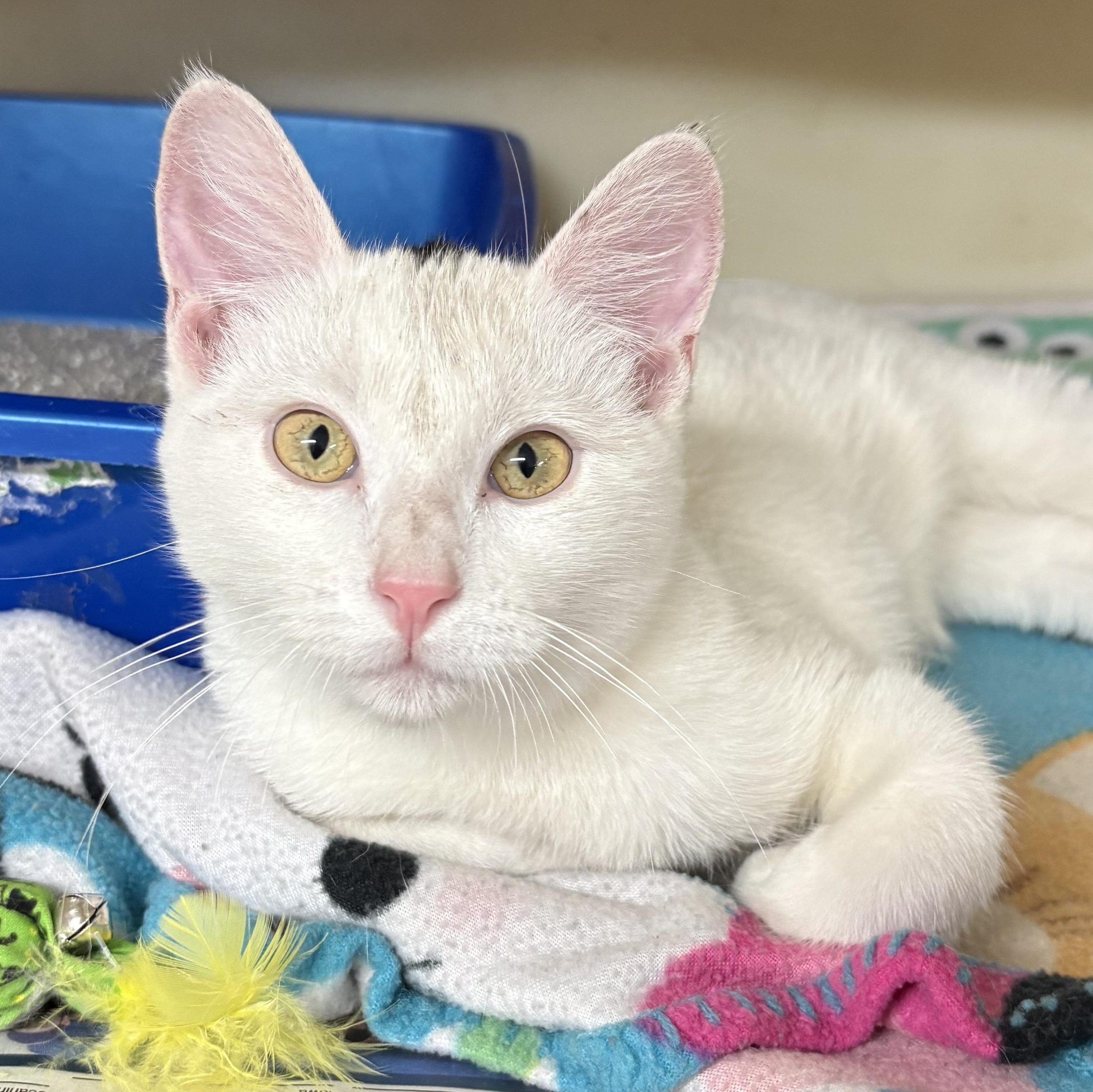 Mouse , ADOPTABLE, Young Male Domestic Short Hair.