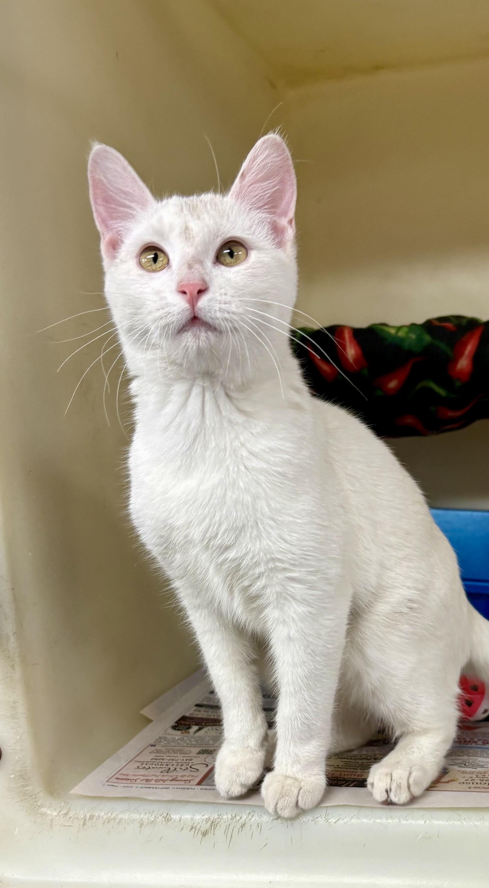 Enlarge Mouse , a ADOPTABLE mixed breed in Charles City, IA image 4/5